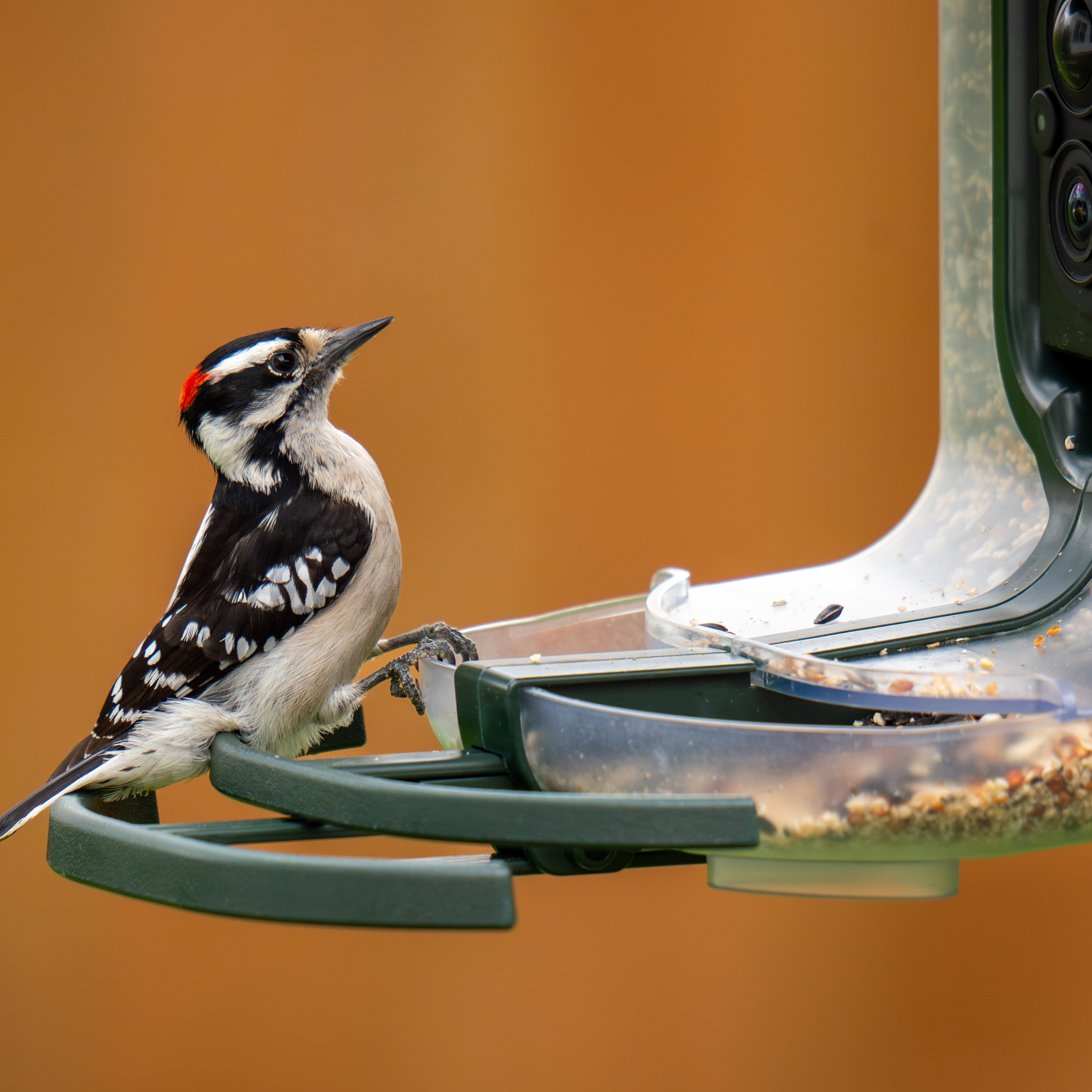 Techstination Interview: What does FeatherSnap Scout bring to the smart bird feeder picture? episode artwork