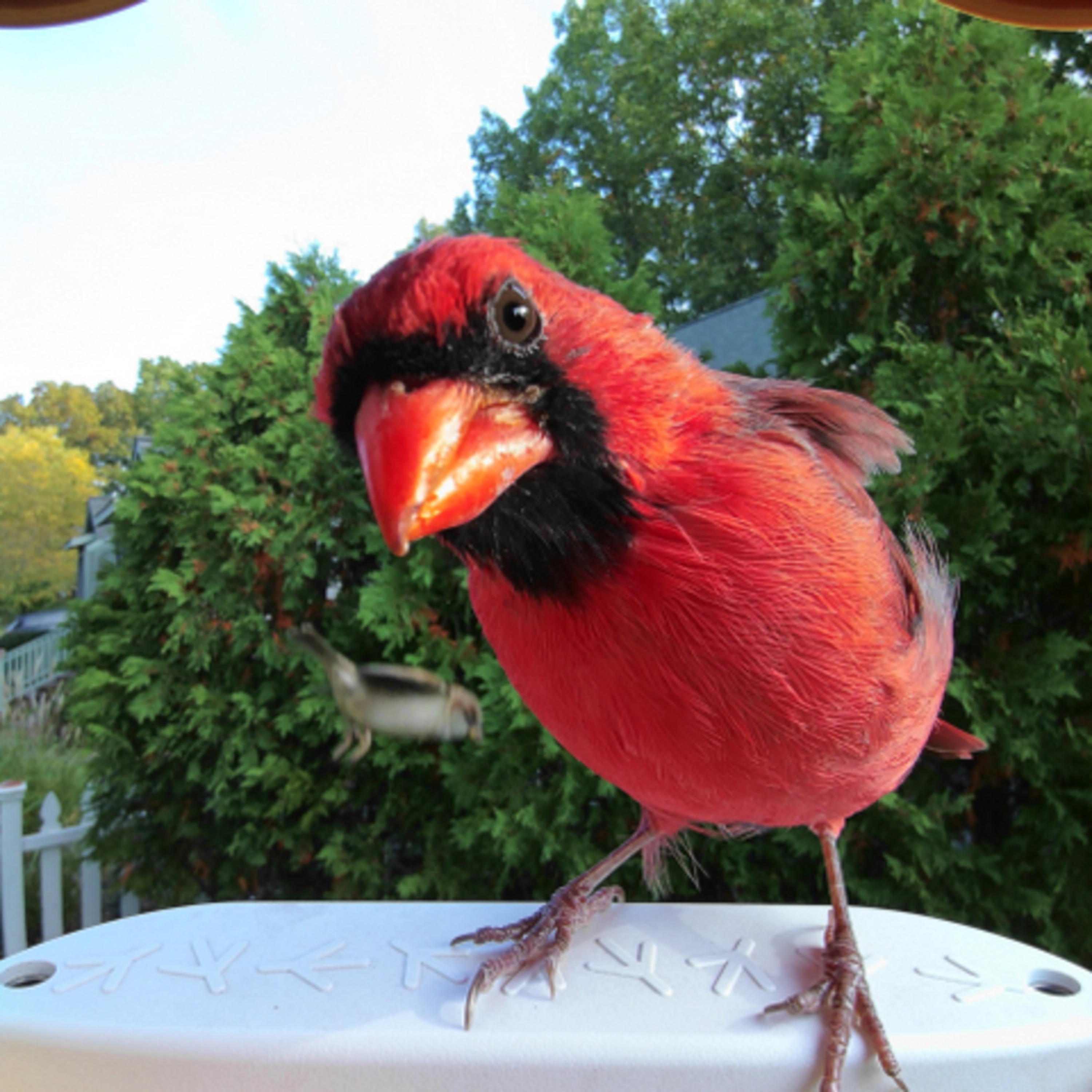 BirdBuddy brings fun and learning to backyards episode artwork