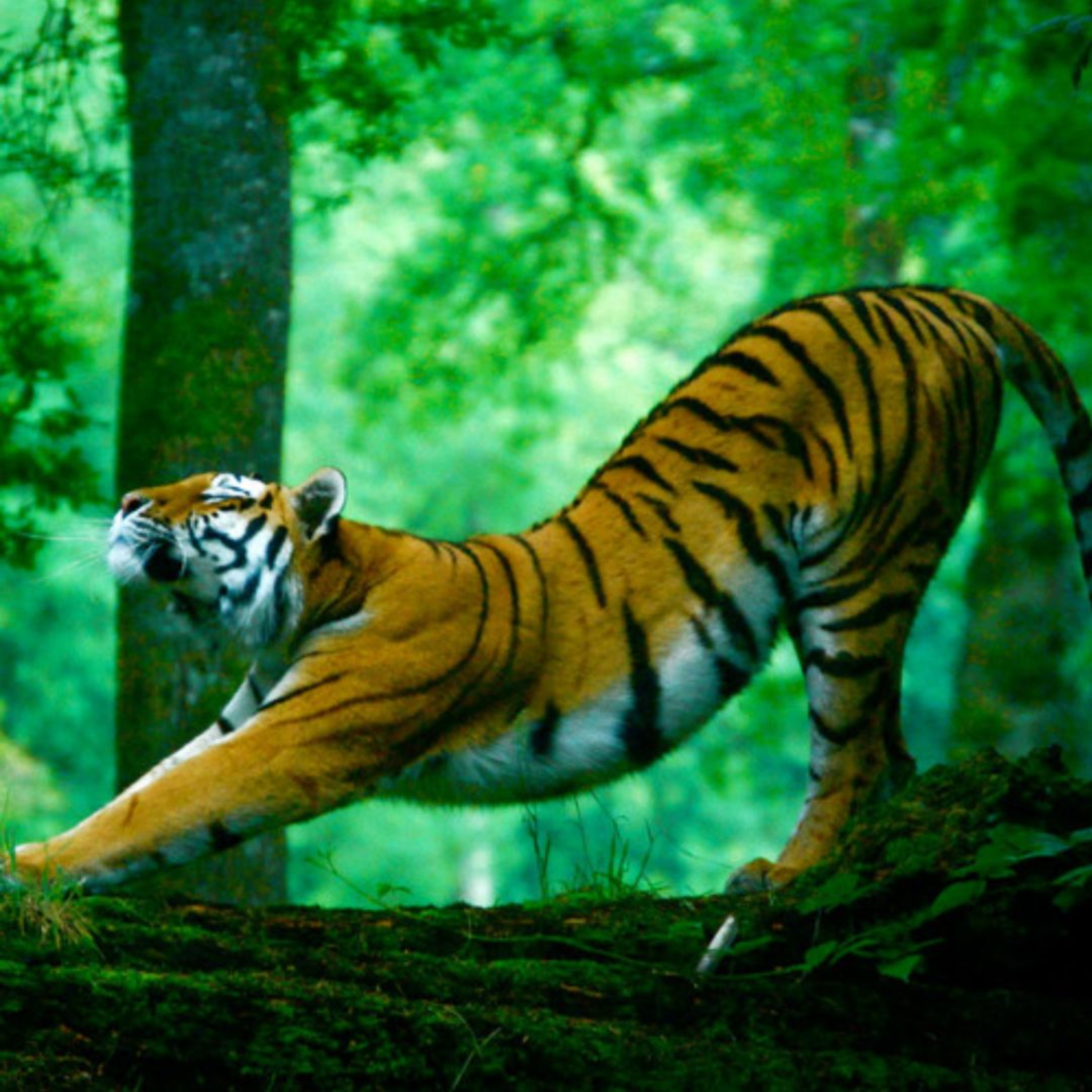 Autobiography Chapter 6, Part 1: The Tiger reigns supreme (only in your mind) episode artwork