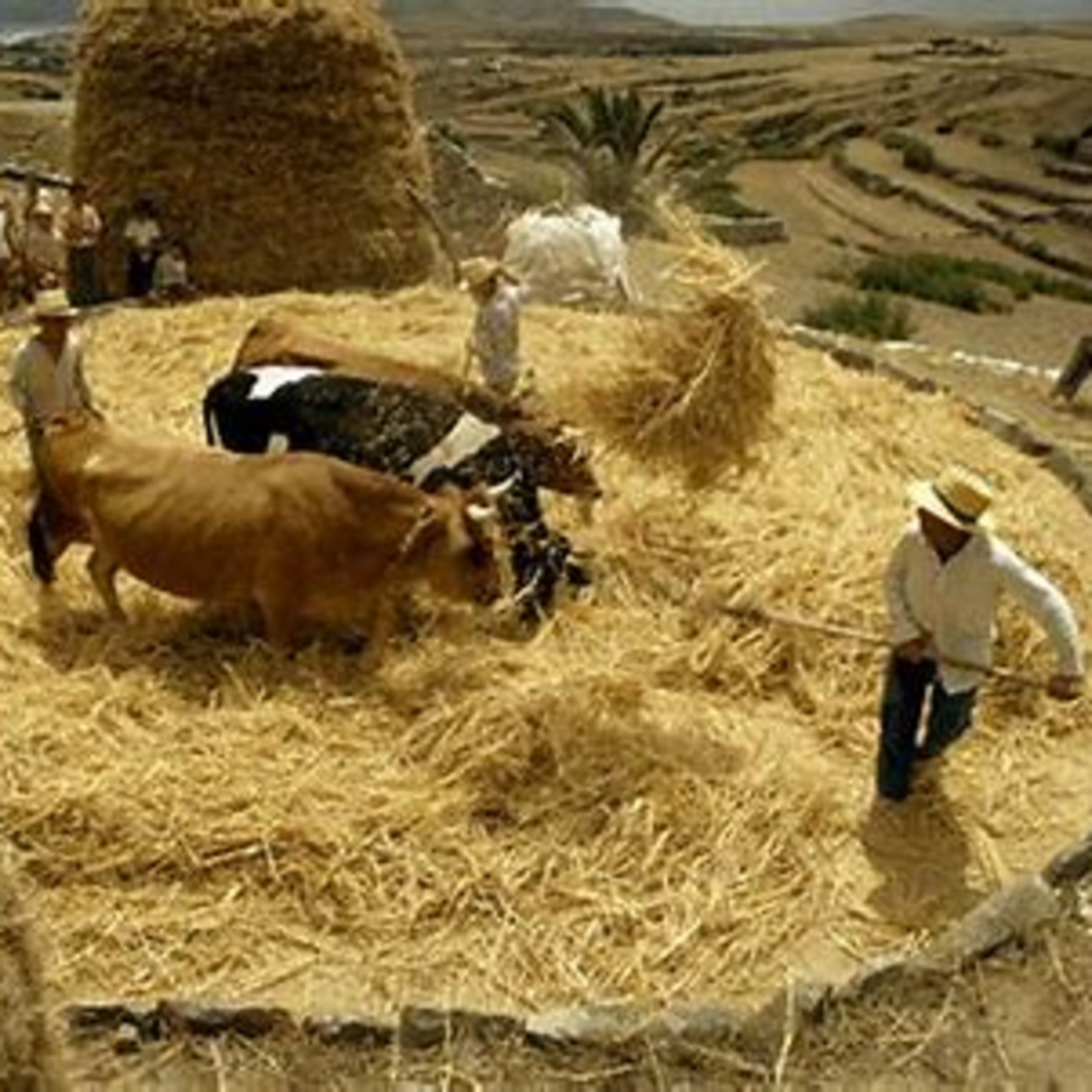 #160b Muzzling an Ox - Parashas Ki Seitzei