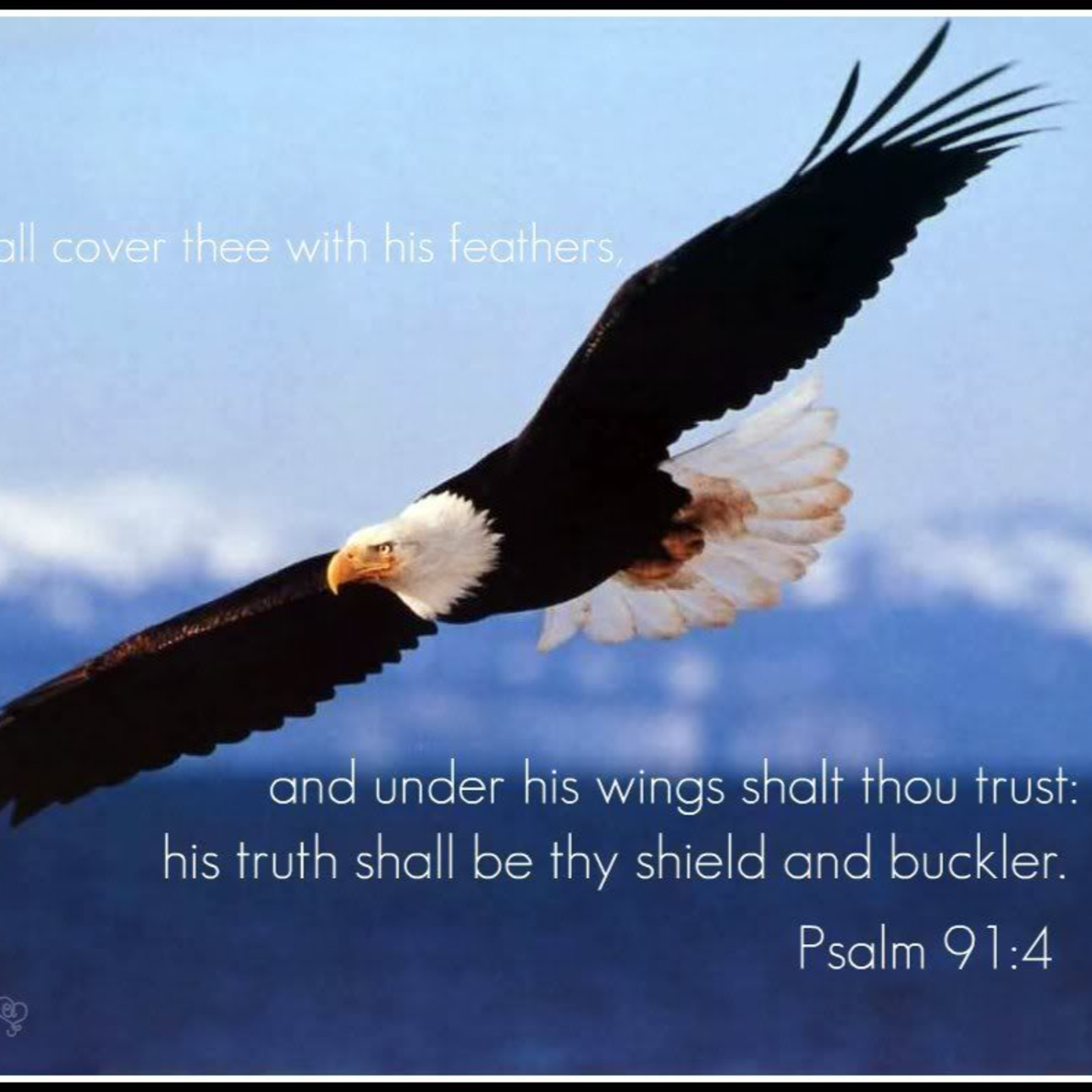 Daily Audio Torah ~ Oct 22, 2024 ~ Under His Wings.... episode artwork