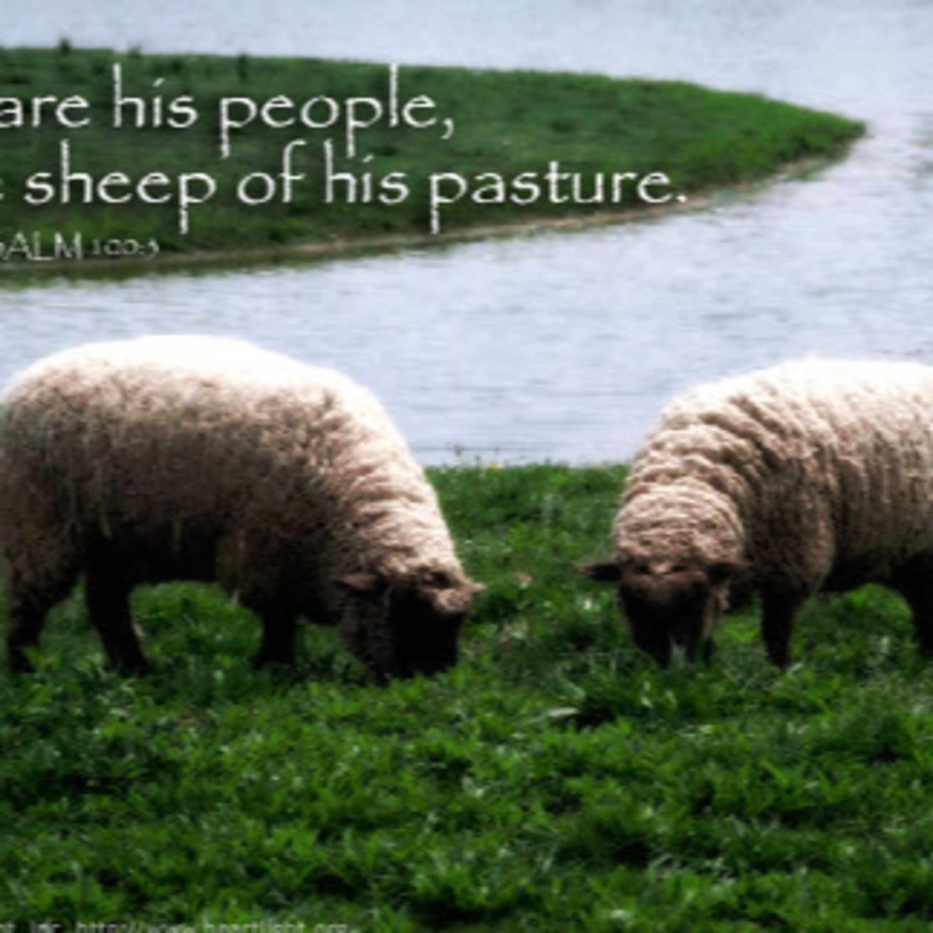 Daily Audio Torah ~ Oct 28, 2024 ~ We are the Sheep of His Pasture episode artwork