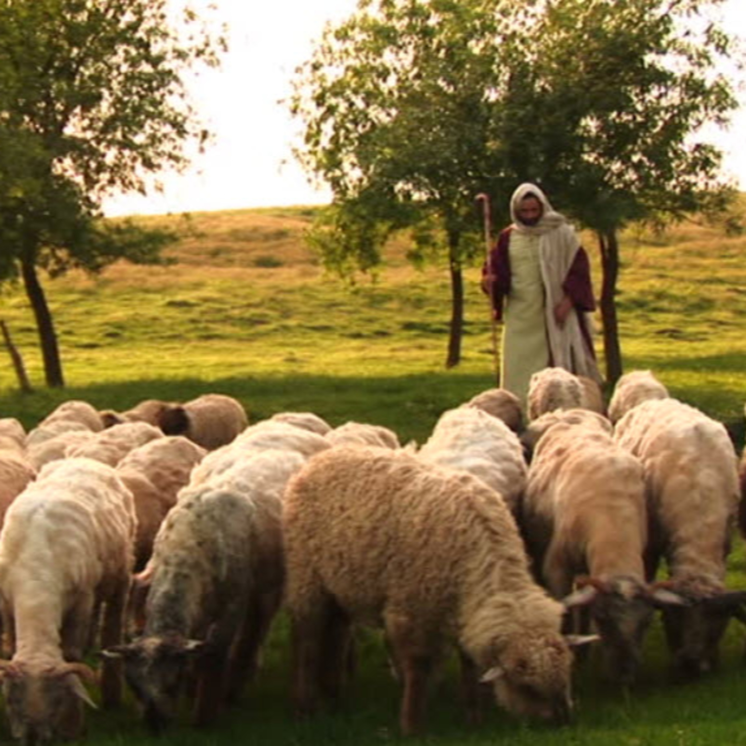 Daily Audio Torah ~ Nov 16, 2024 ~ False Shepherds and Our True Shepherd