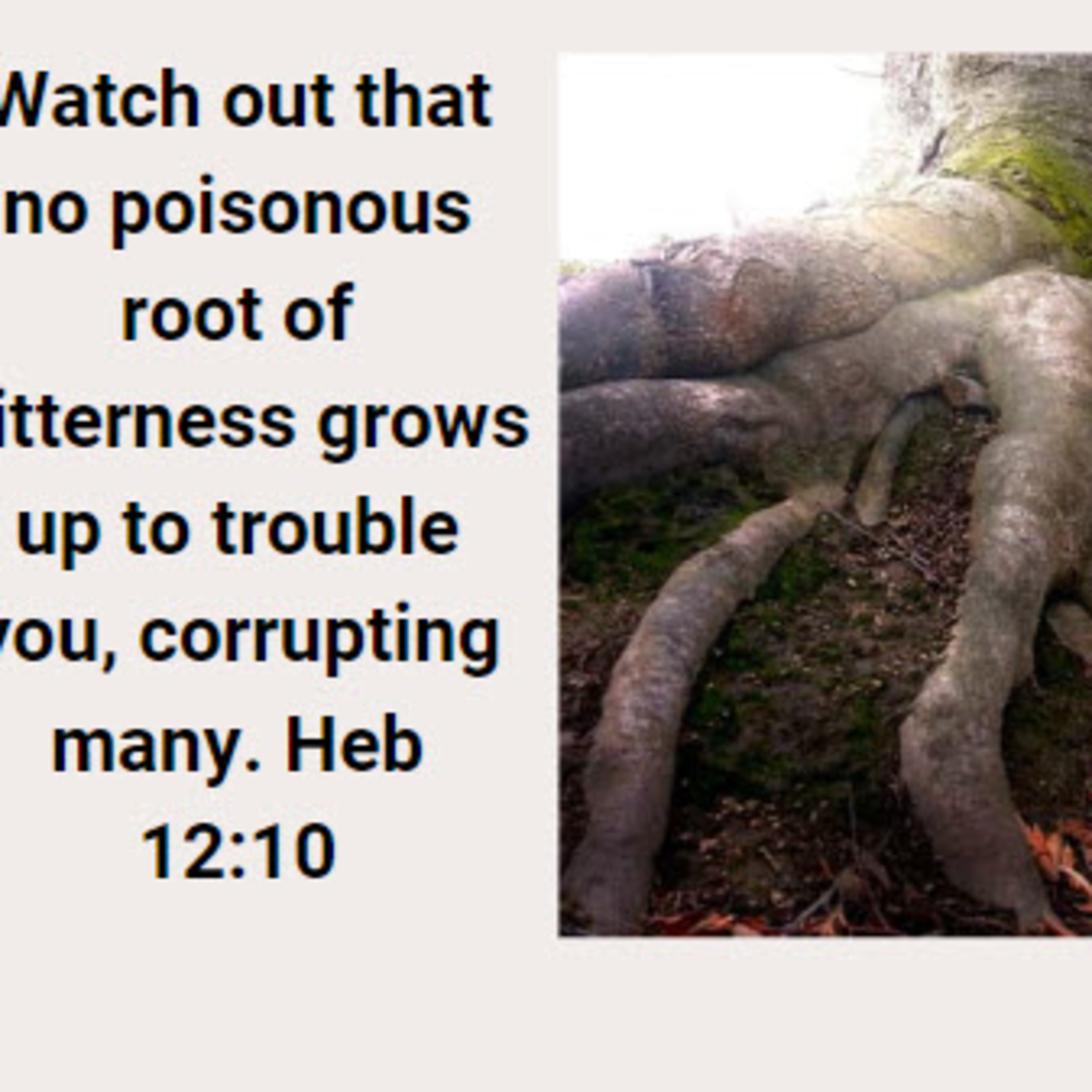 Dec 19, 2024 ~ Daily Audio Torah ~ Rooting out Bitterness: How to Stay Sweet episode artwork