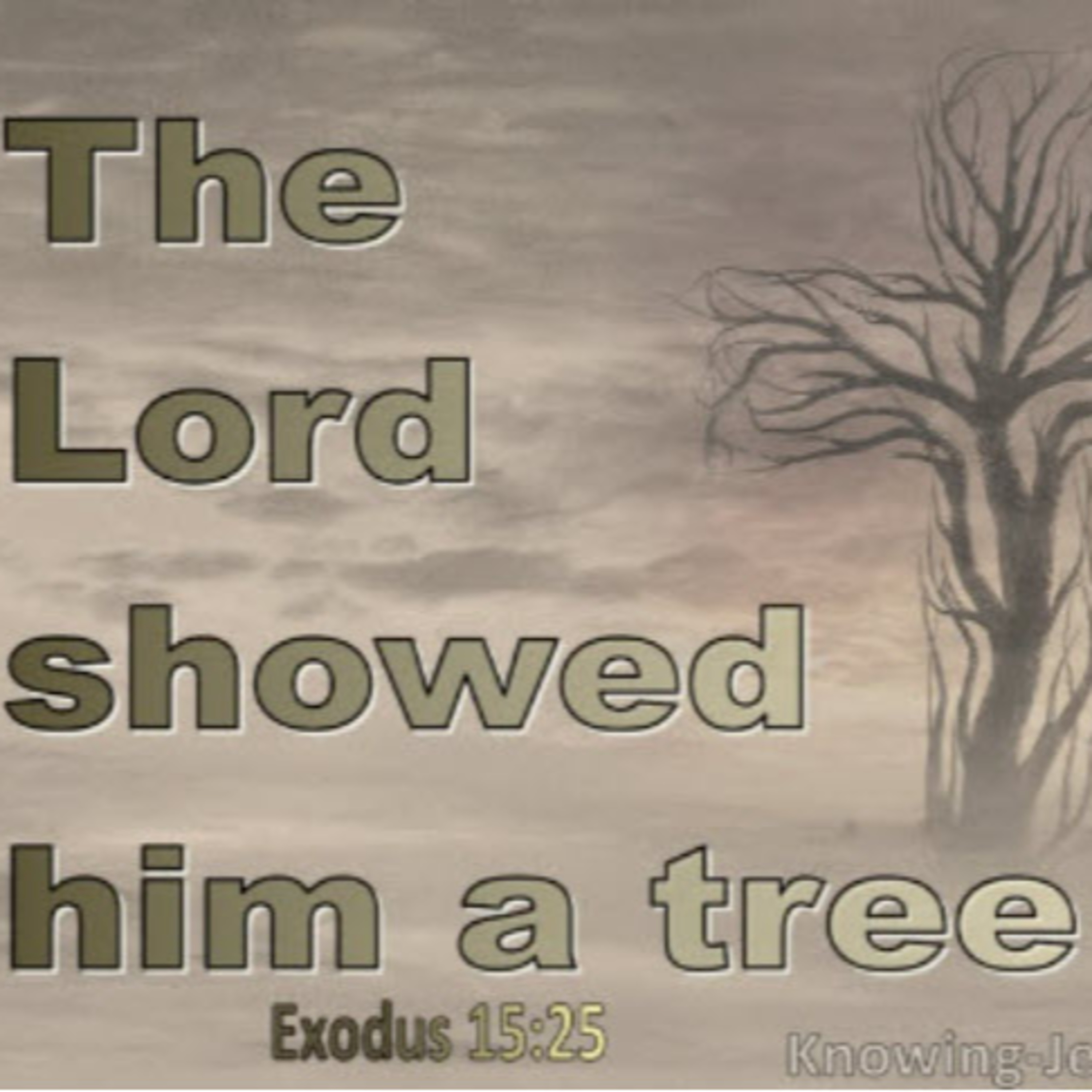 Daily Audio Torah ~ Feb 11, 2025 ~ Turning Bitter Waters to Sweet episode artwork