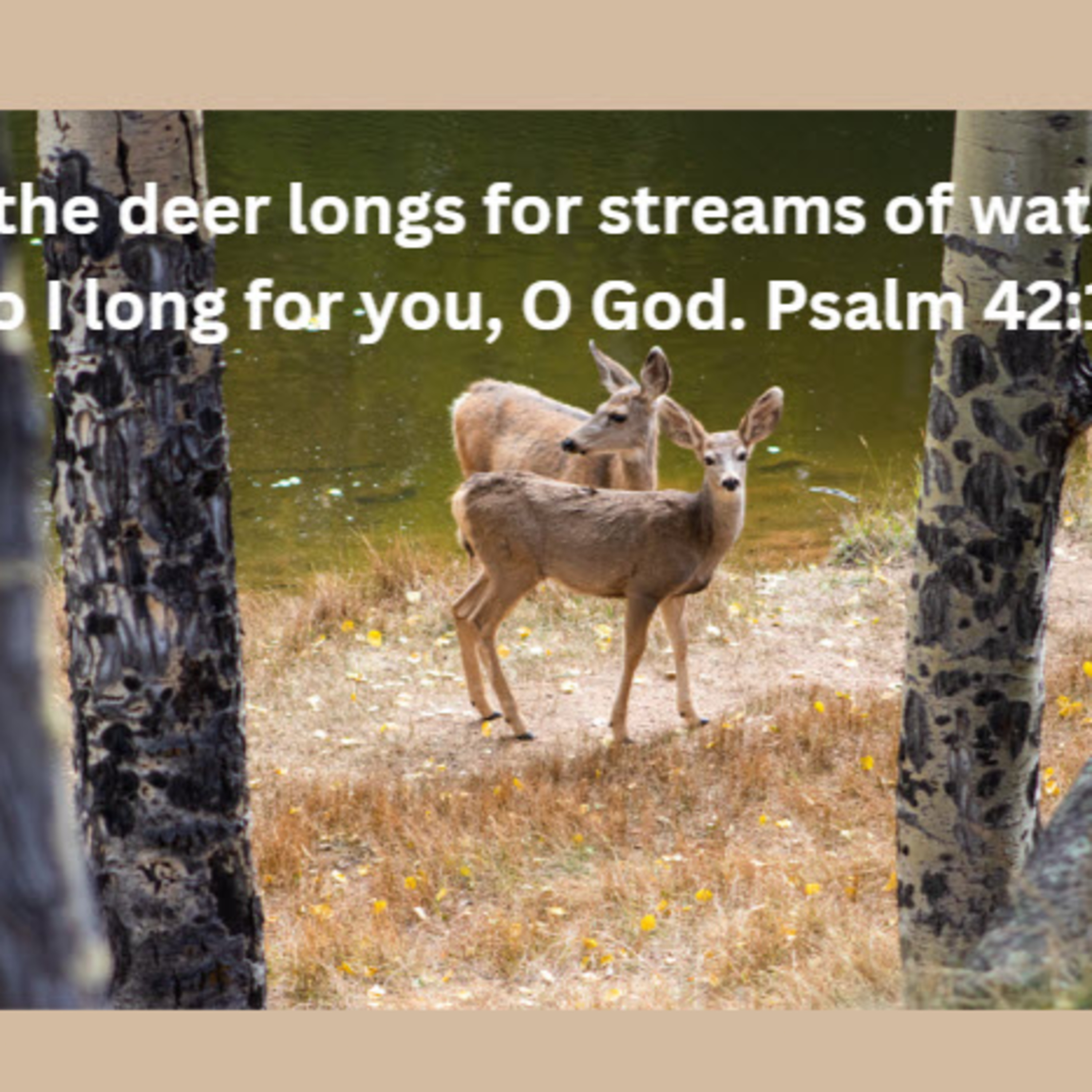 Daily Audio Torah ~ Feb 26, 2025 ~ As the Deer Pants for the Water episode artwork