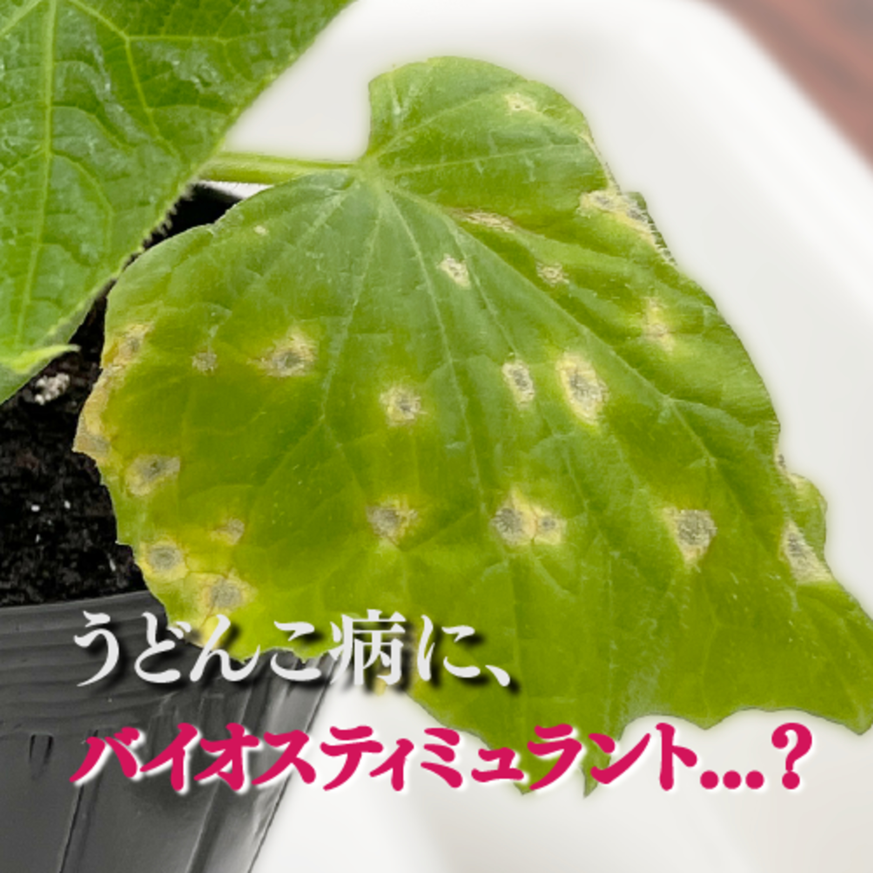 2024.03.19. 作物の生きるチカラを引き出すバイオスティミュラント誕生