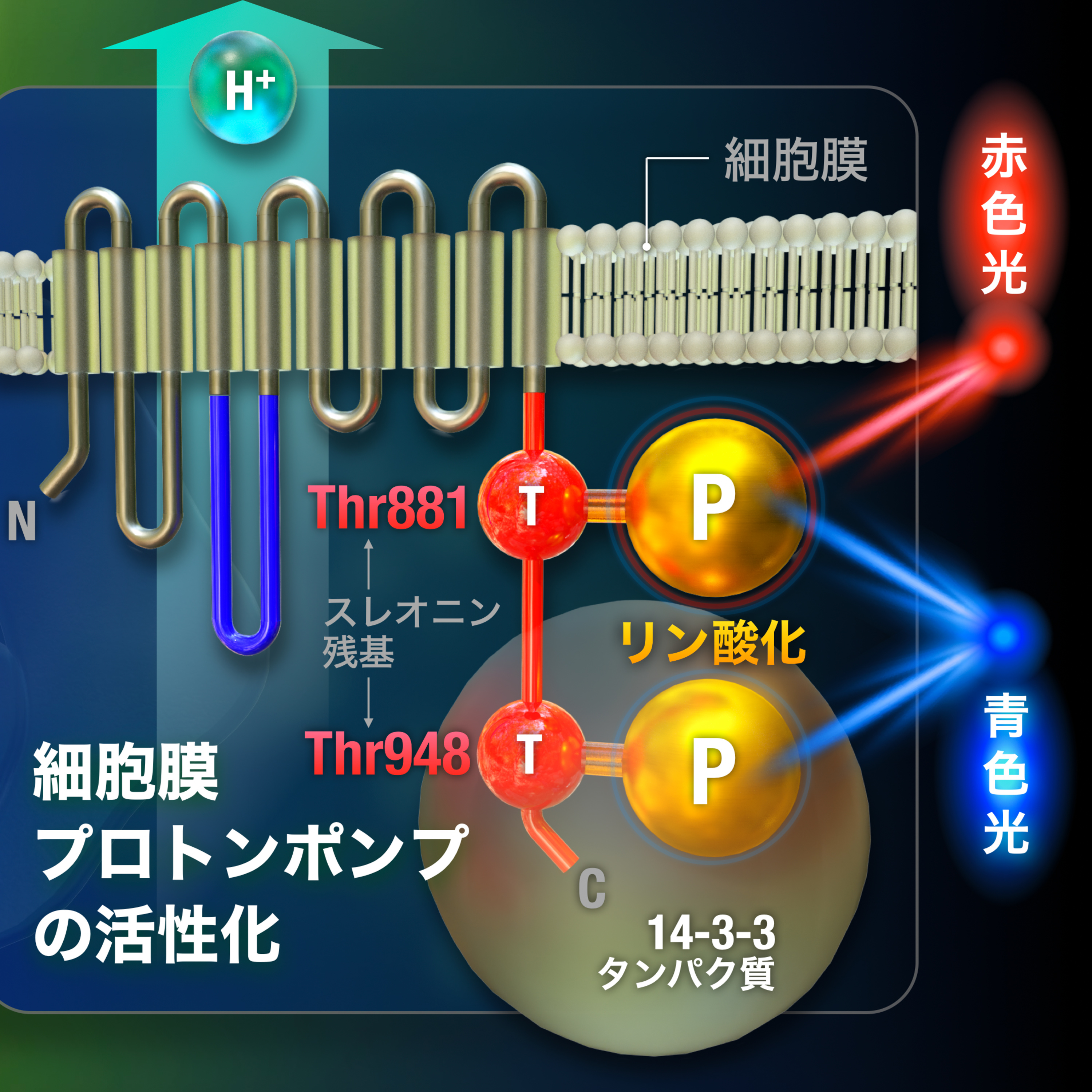 2024.05.14. 赤い光も青い光も大事!植物の気孔開口に関わるしくみを解明!