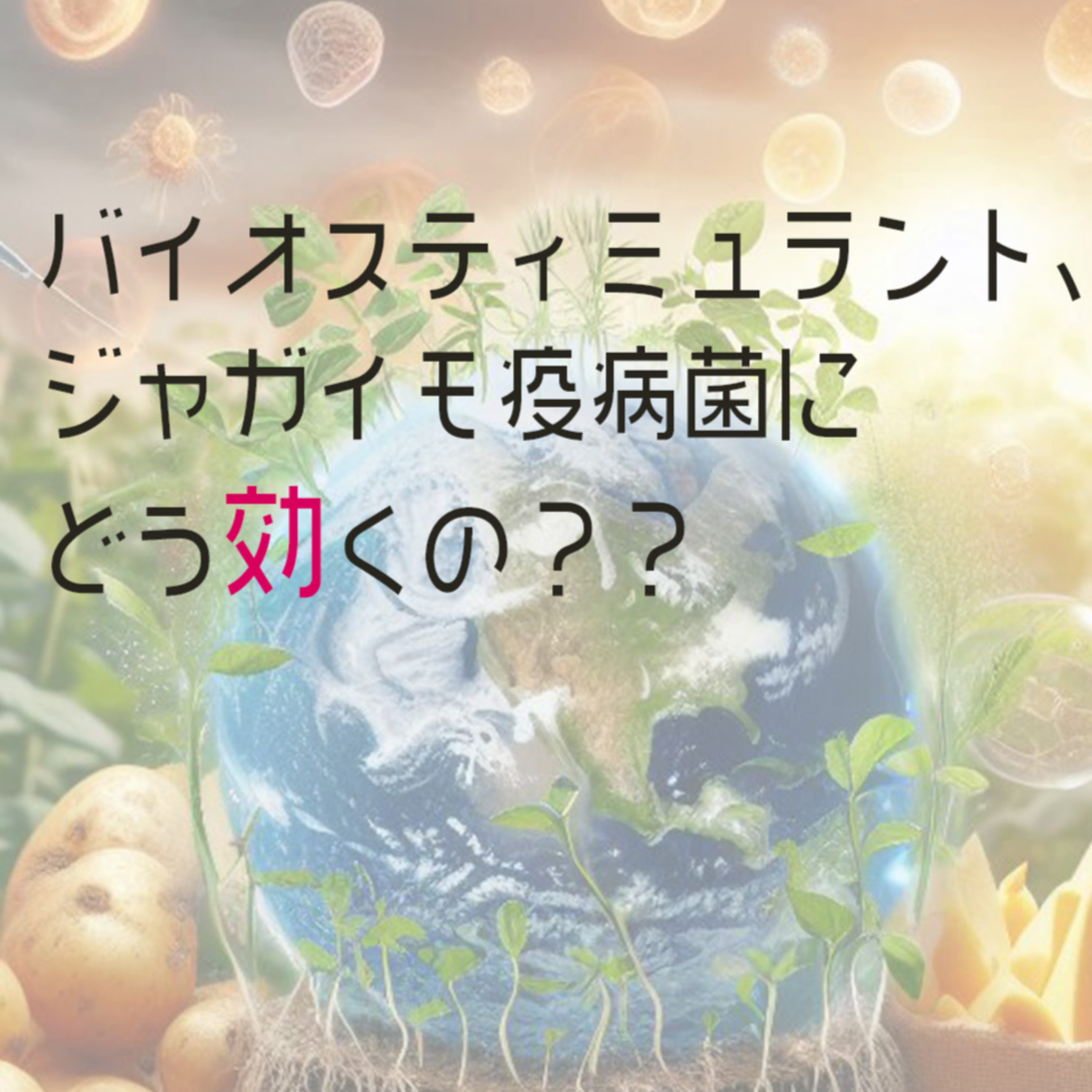 2024.08.27 ジャガイモの「免疫」を活性化!農薬を使わない新たな疫病菌対策の可能性