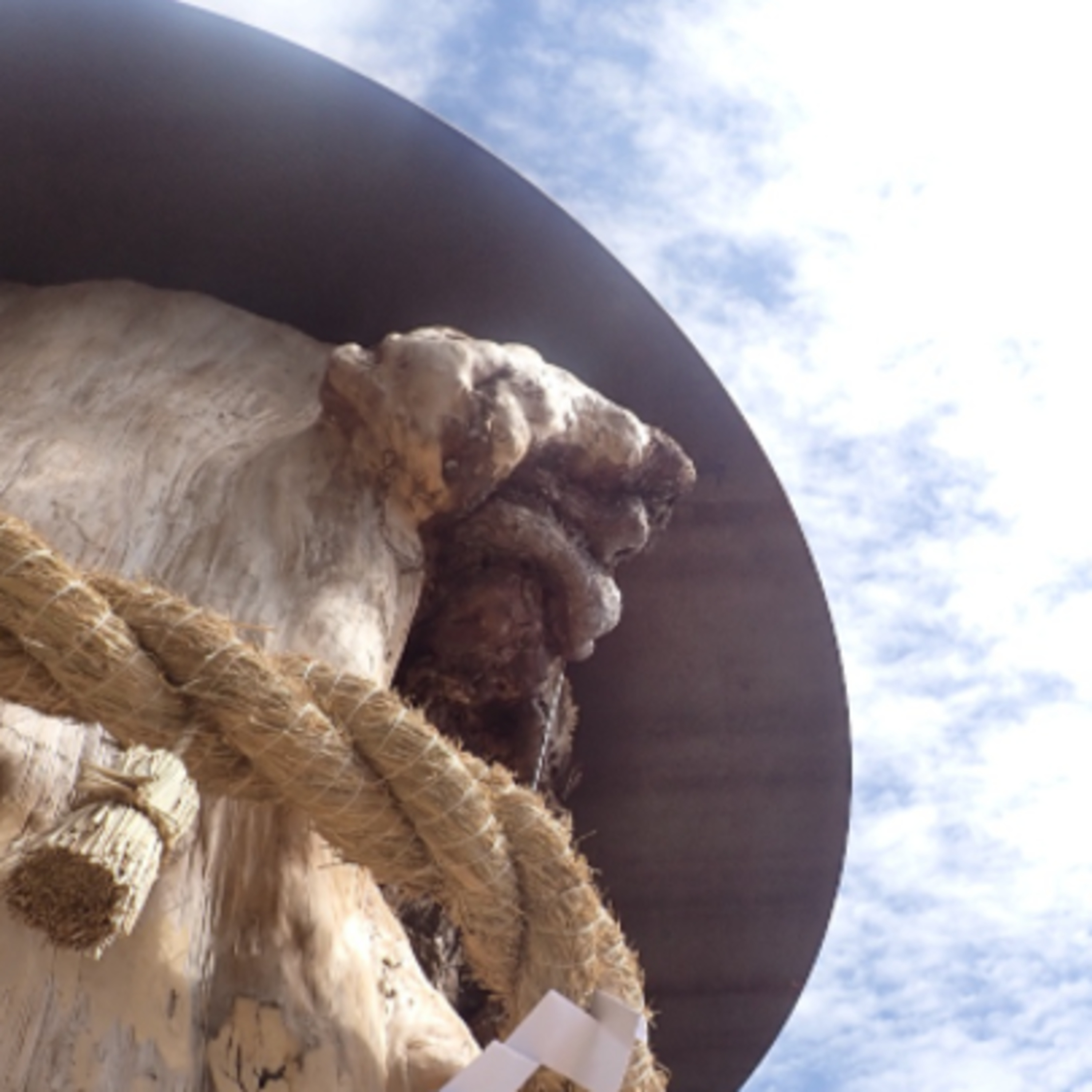 2026.04.13. 御神木に刻まれた大気の記憶