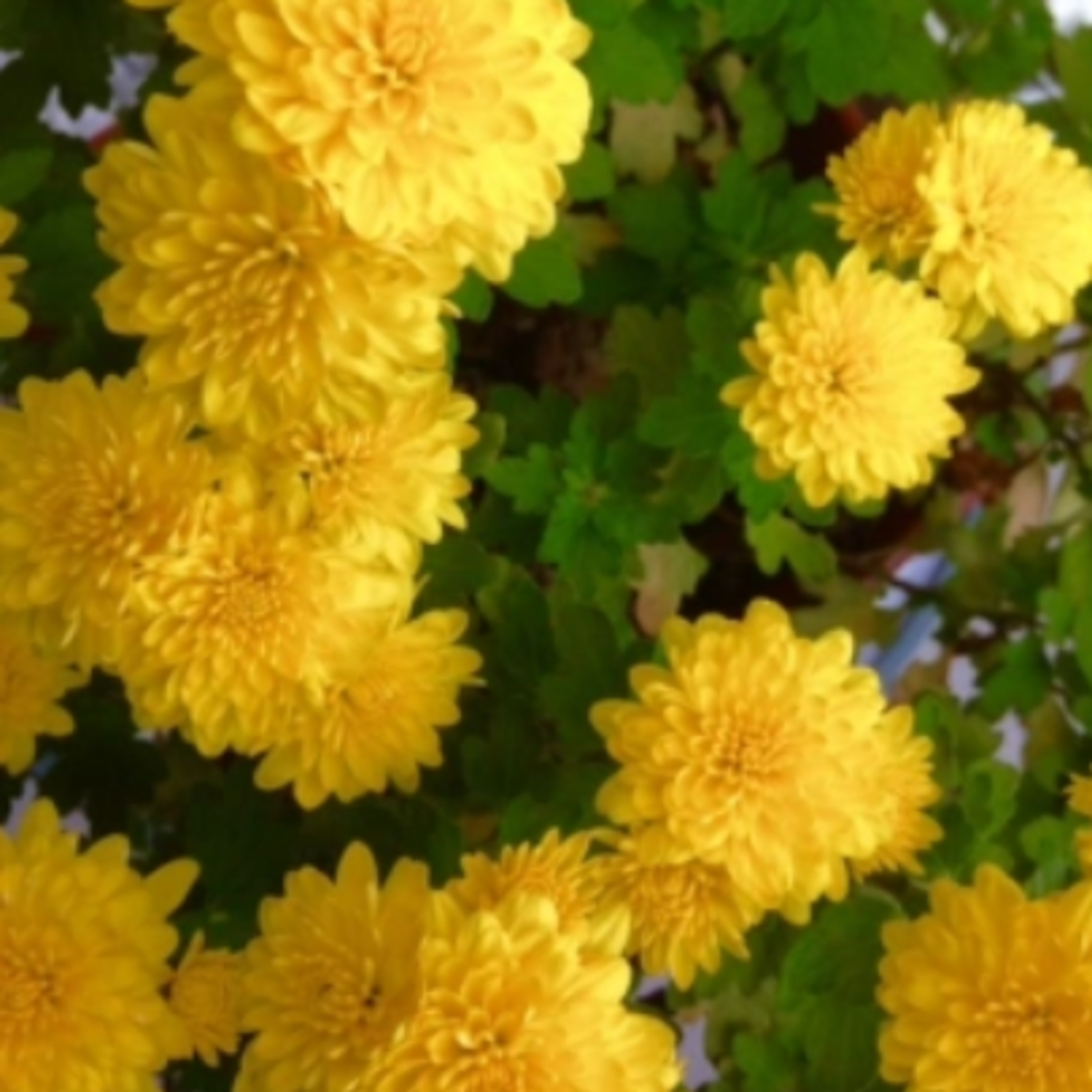 Yellow Chrysanthemums episode artwork