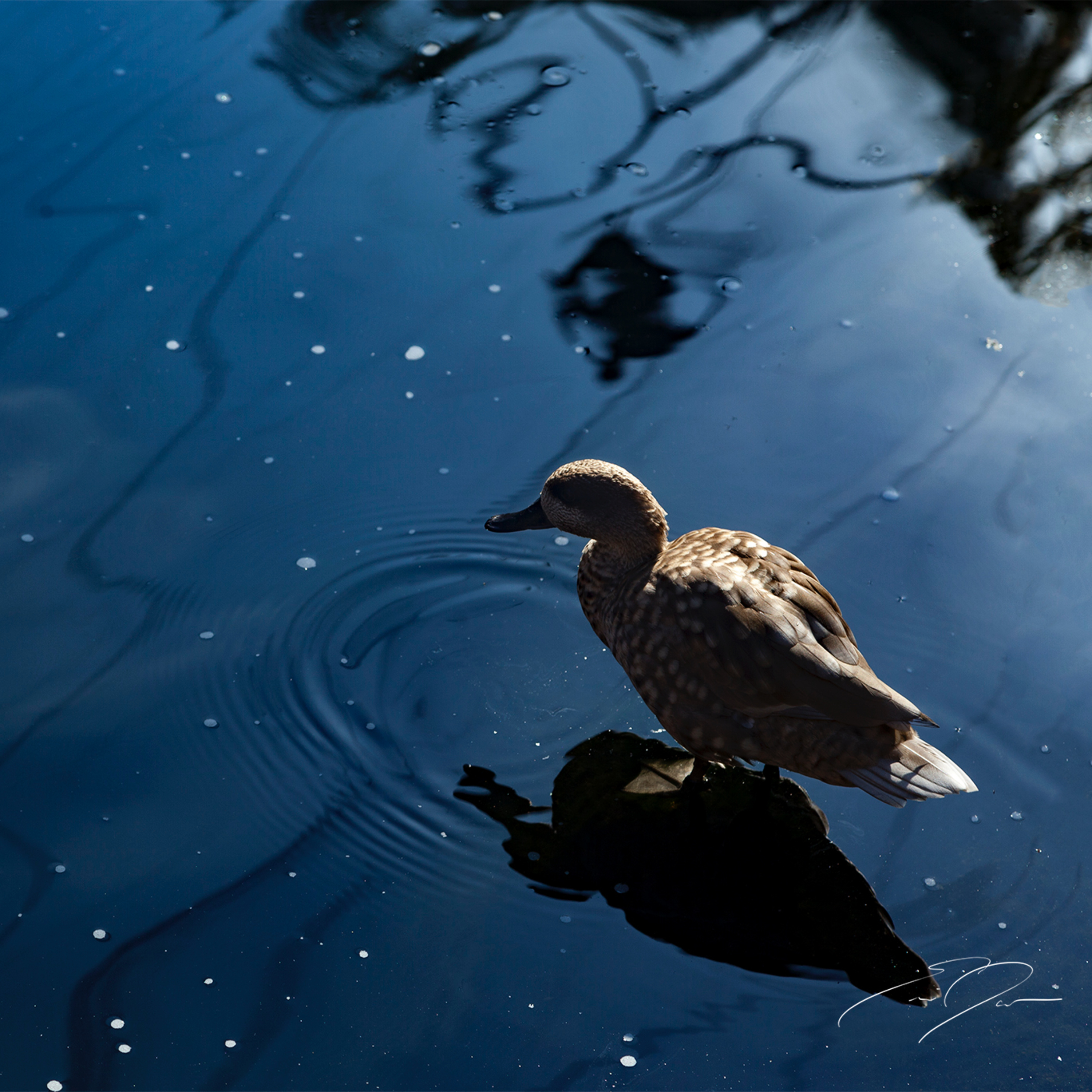 Art | Behind the Lens: 
