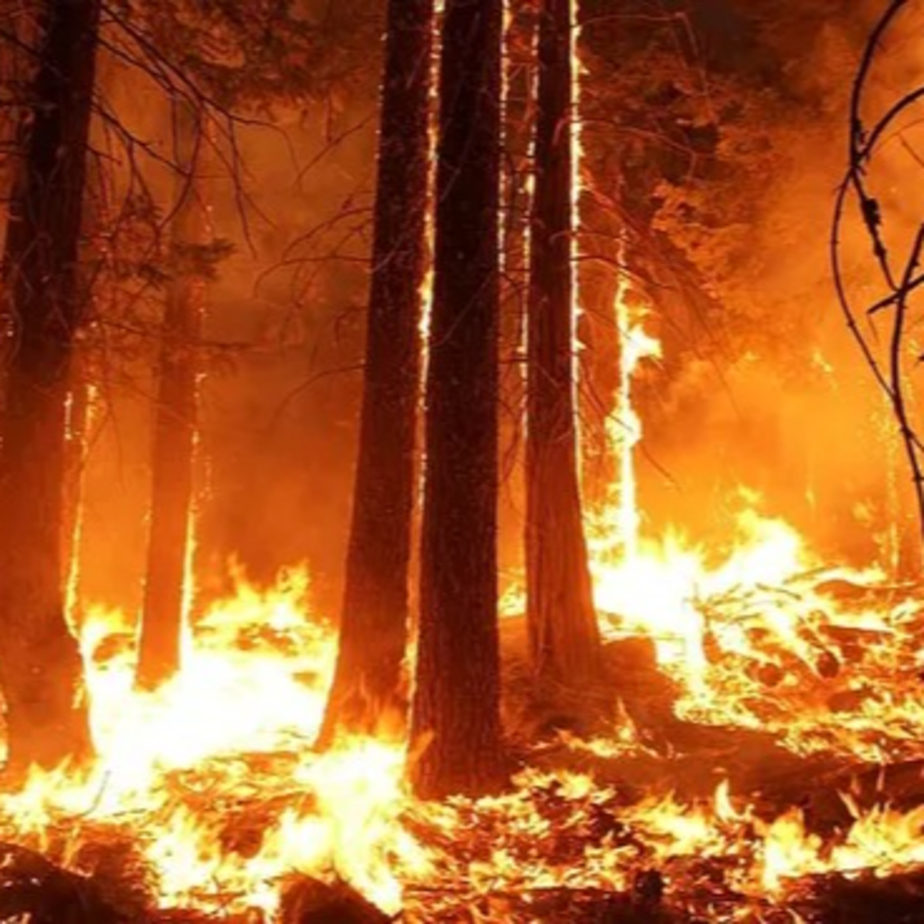 24° #PorElSuelo con Mijael Kaufman Falchuk - ¿Por qué todos los años hay incendios?  episode artwork