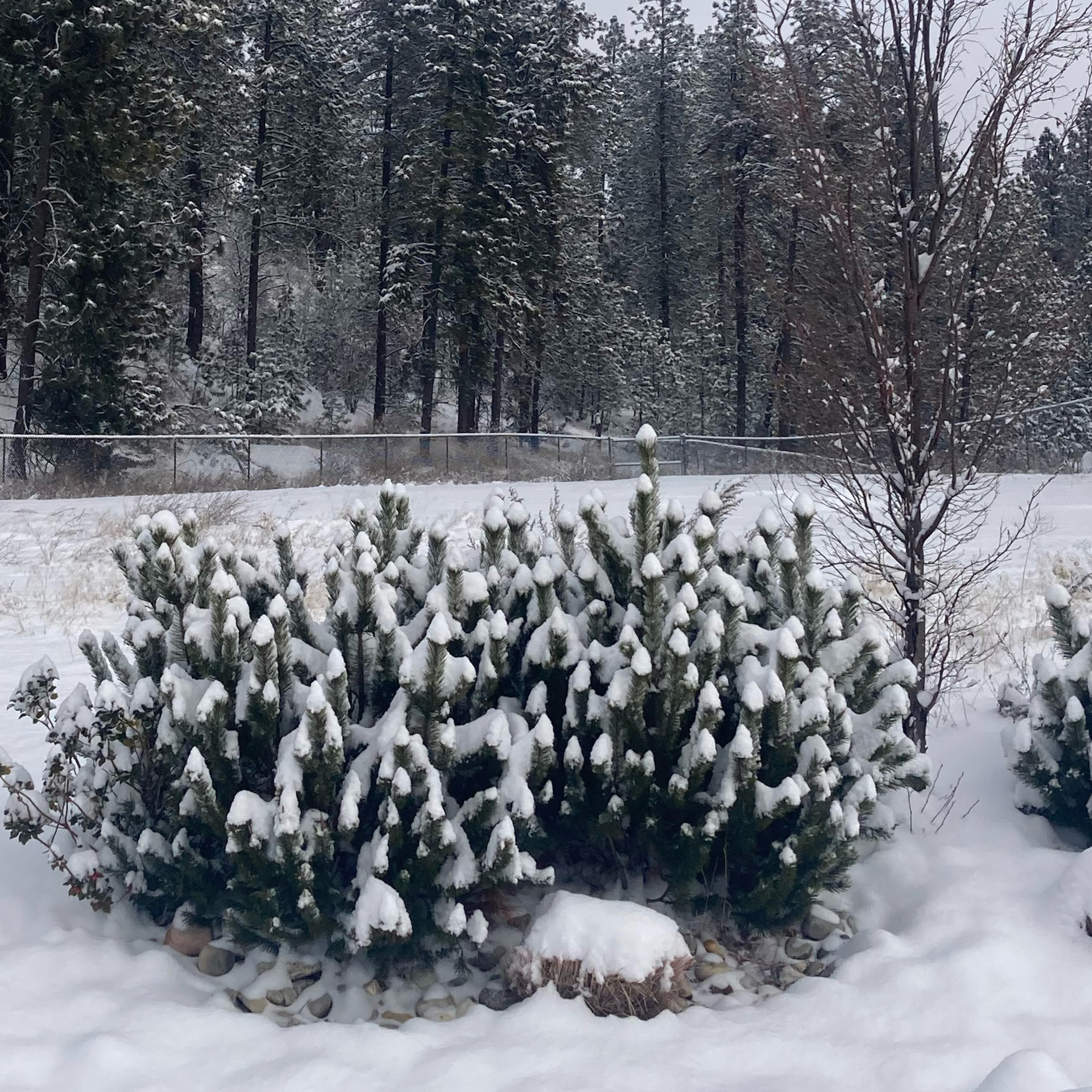 1.093🏀CBK Roundup 2