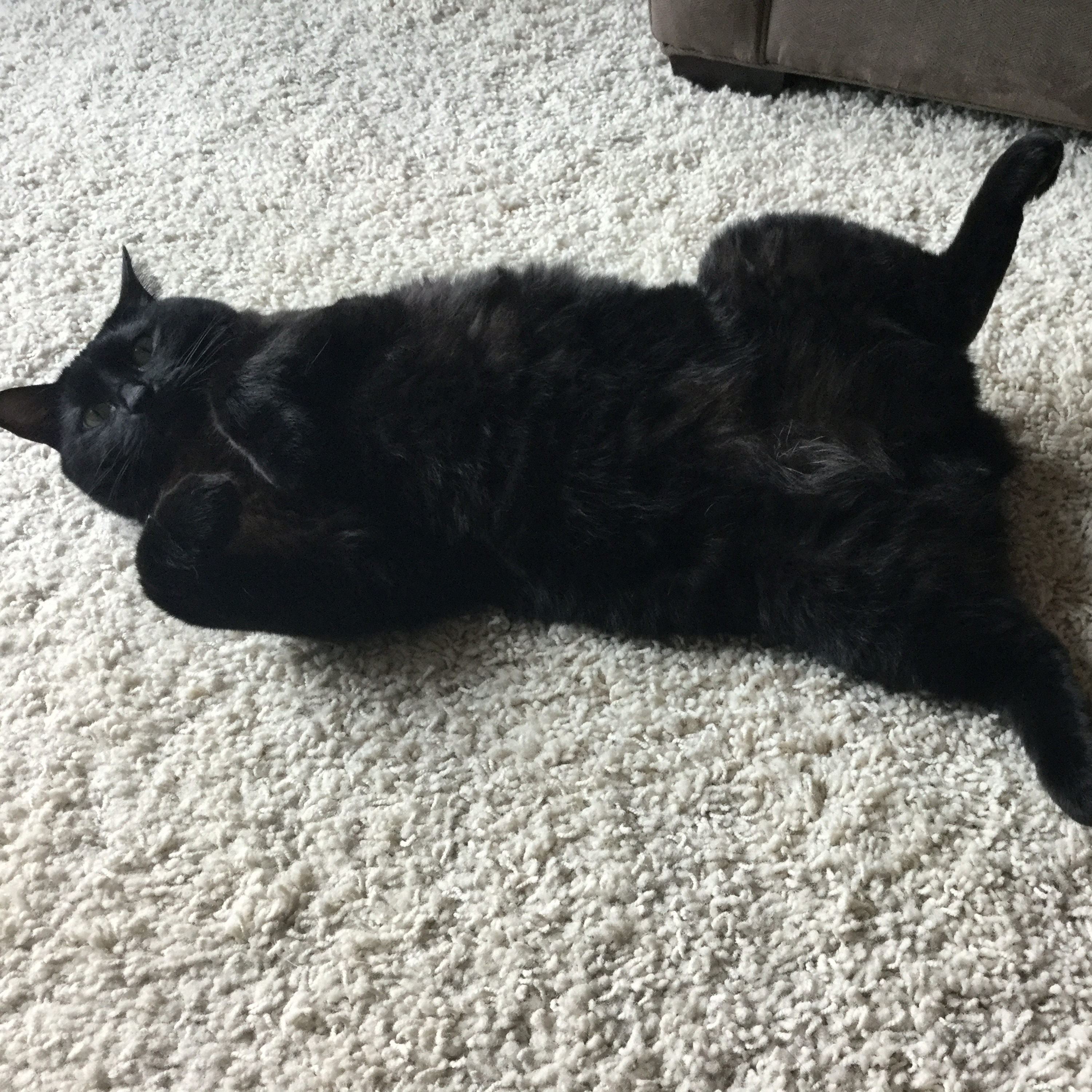 1.153~TOTD #605⚾️HOF or Not❓Jace Fry