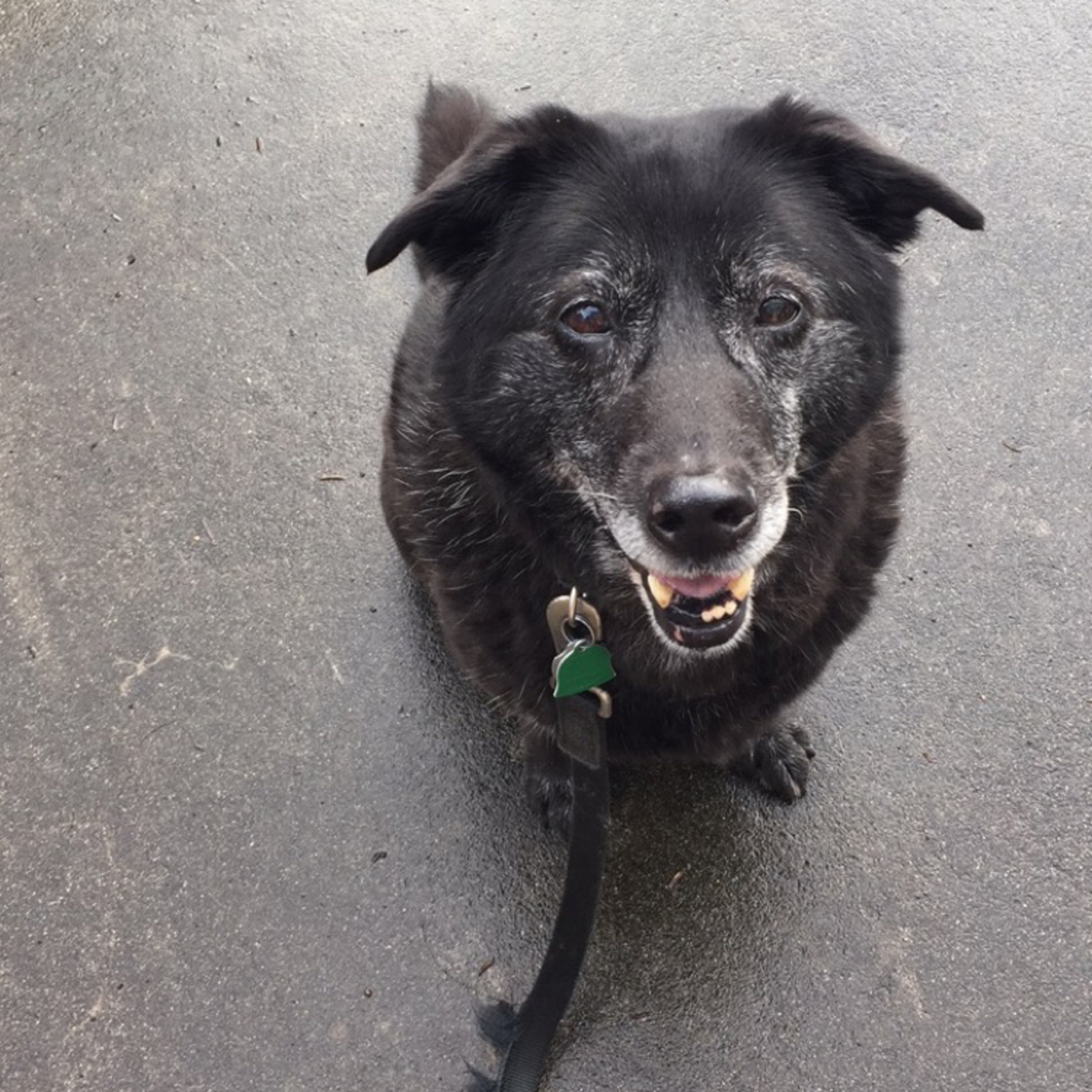 1.156~TOTD #606⚾️HOF or Not❓Frankie Montas