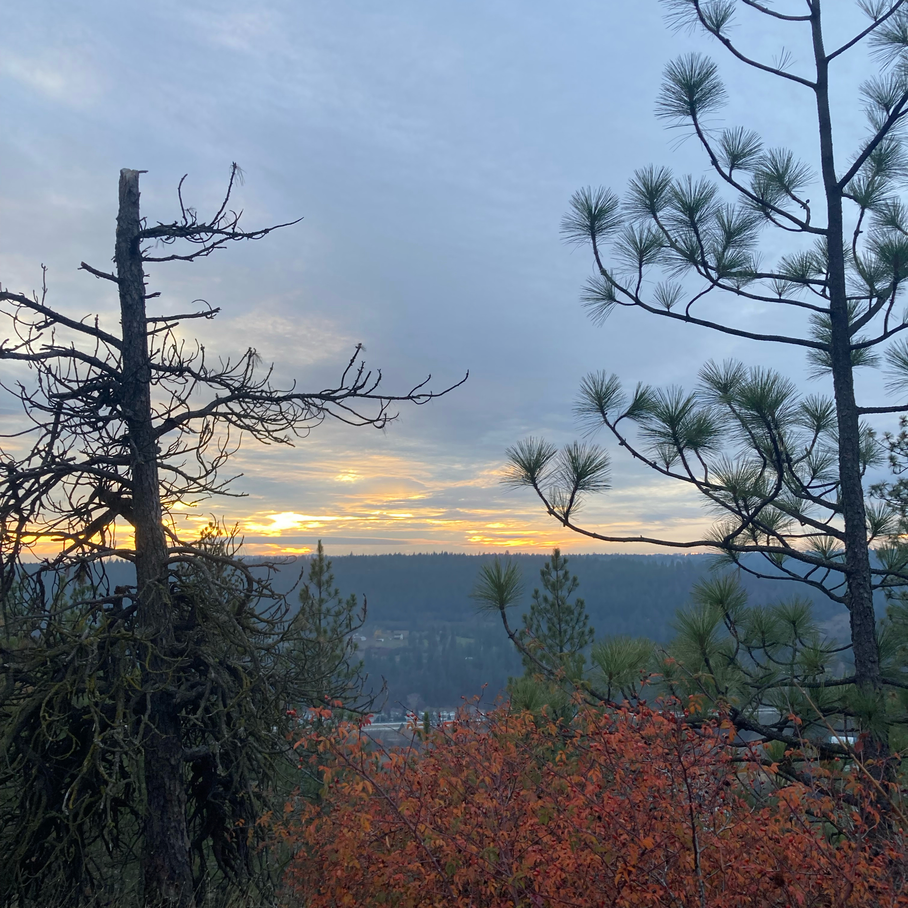 1.242😇Broken Halos cover