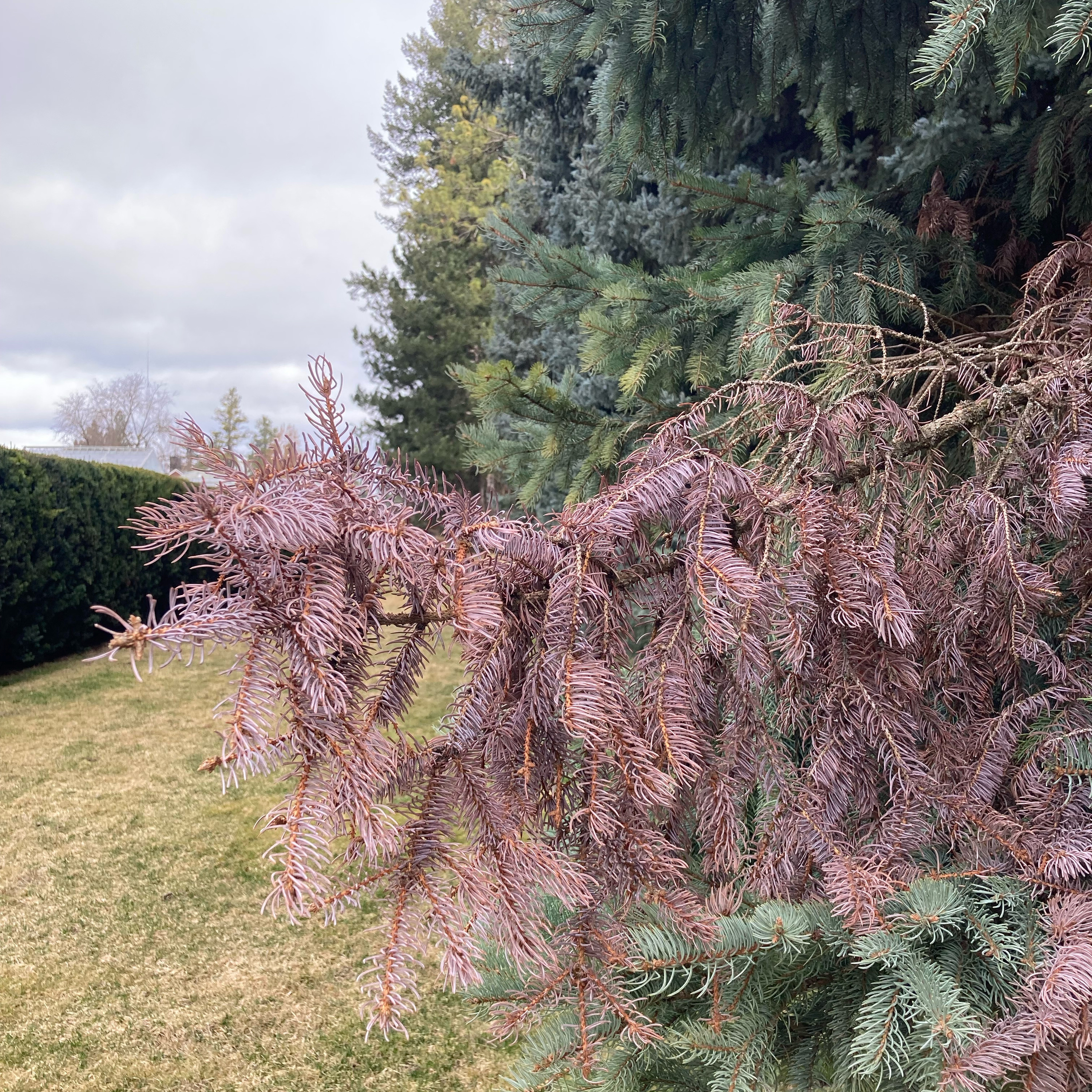 1.290 🎵 Lost in my Mind cover