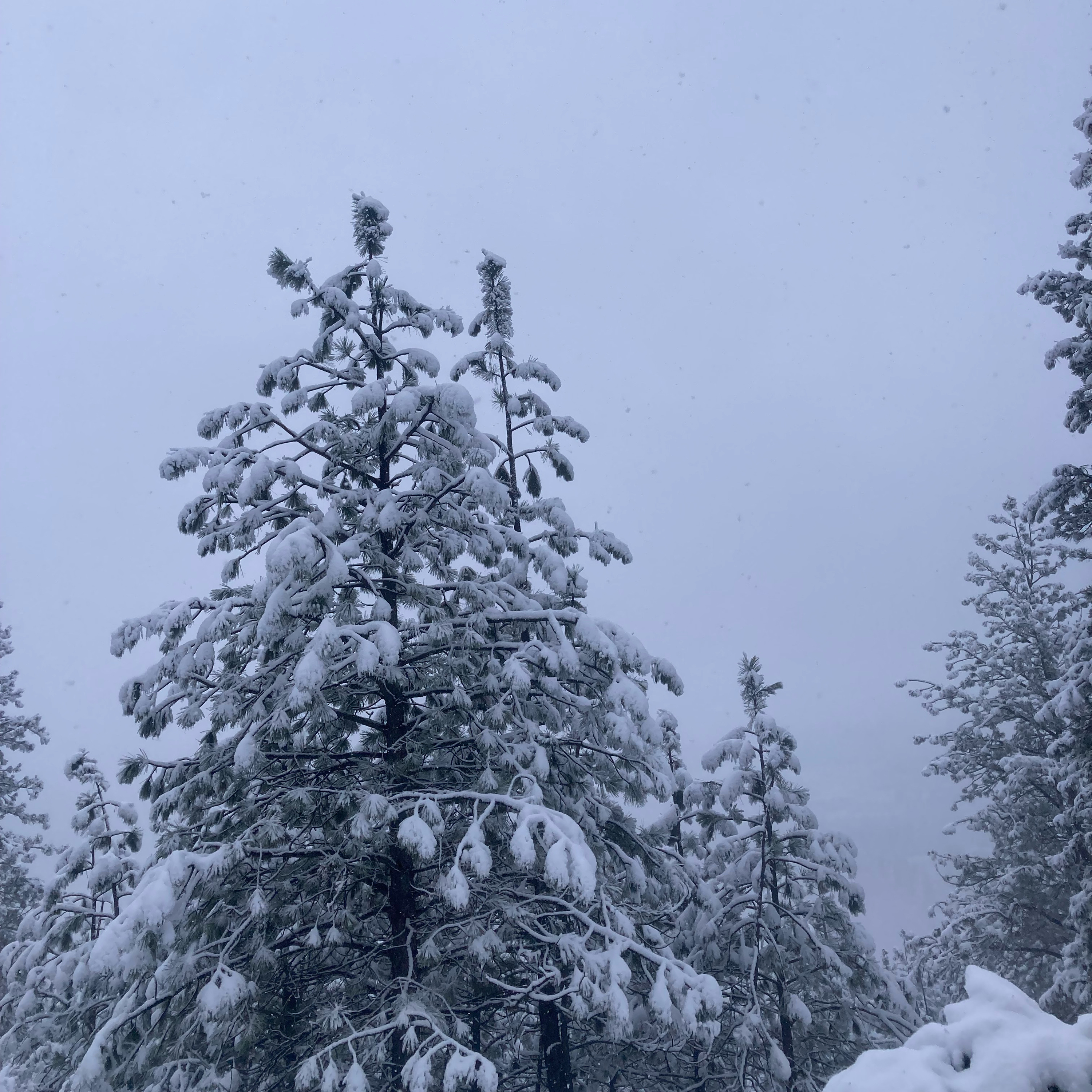 1.294 💰 Fool’s Gold cover