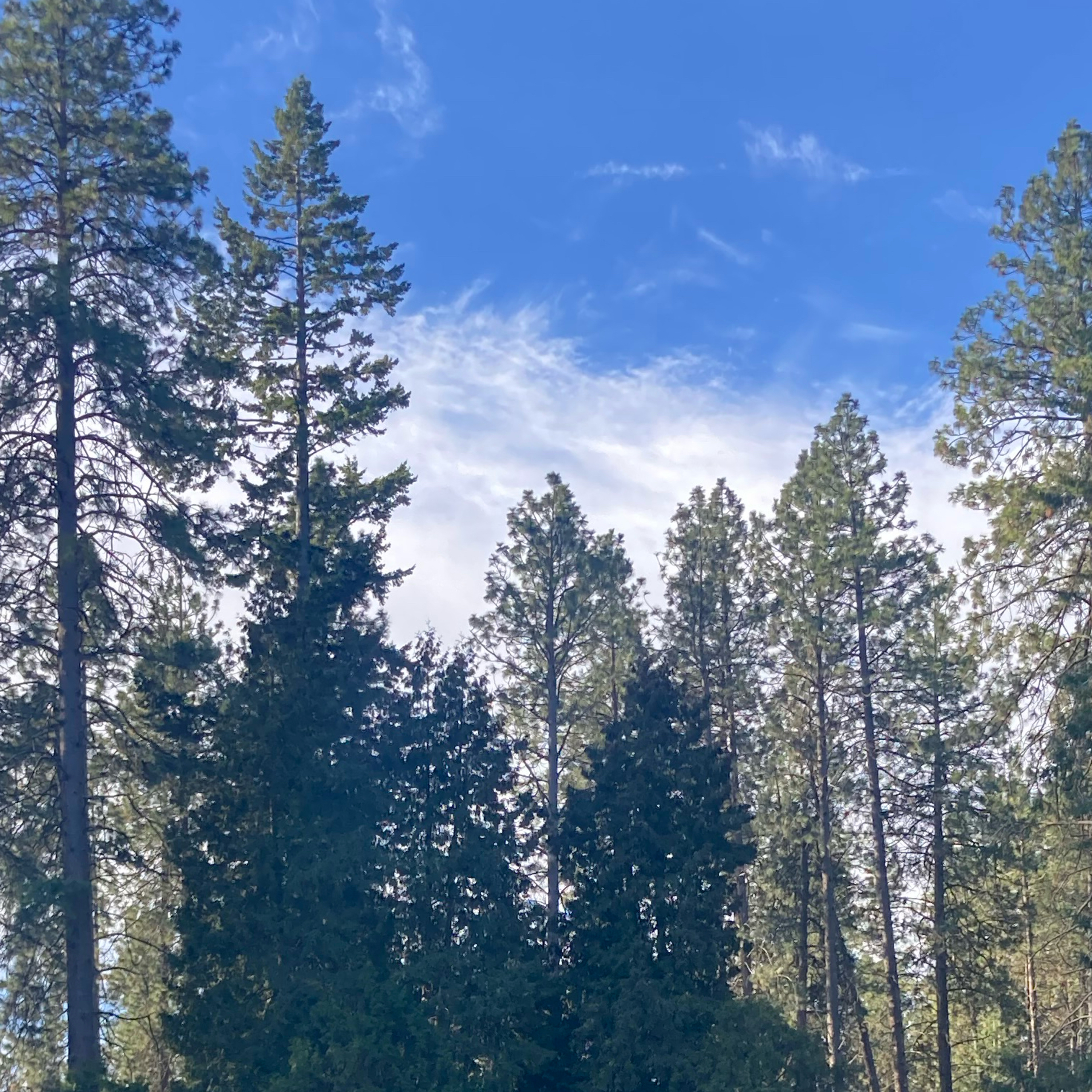 1.318 🎤 Pinch Me cover