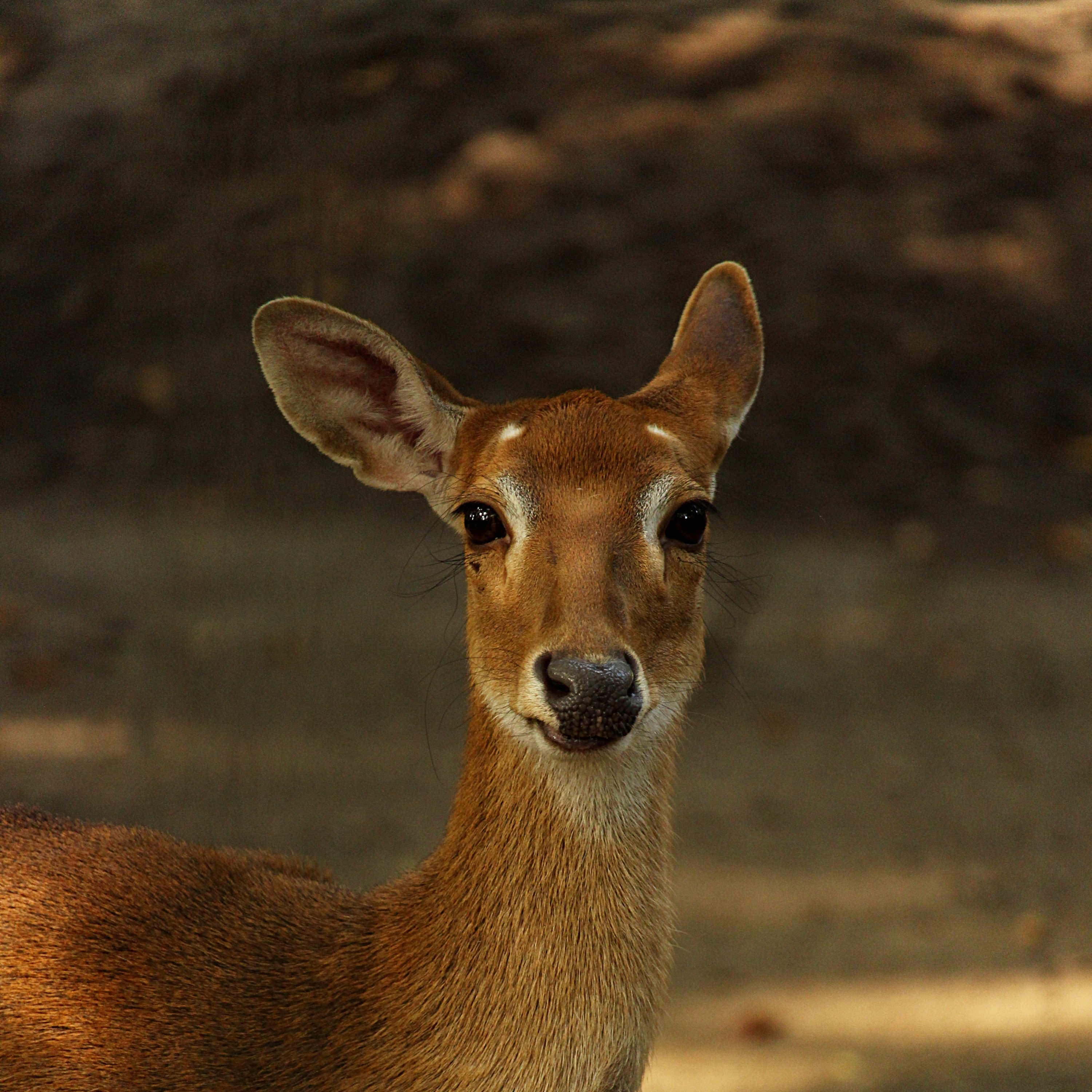The Fawn, A Parable episode artwork