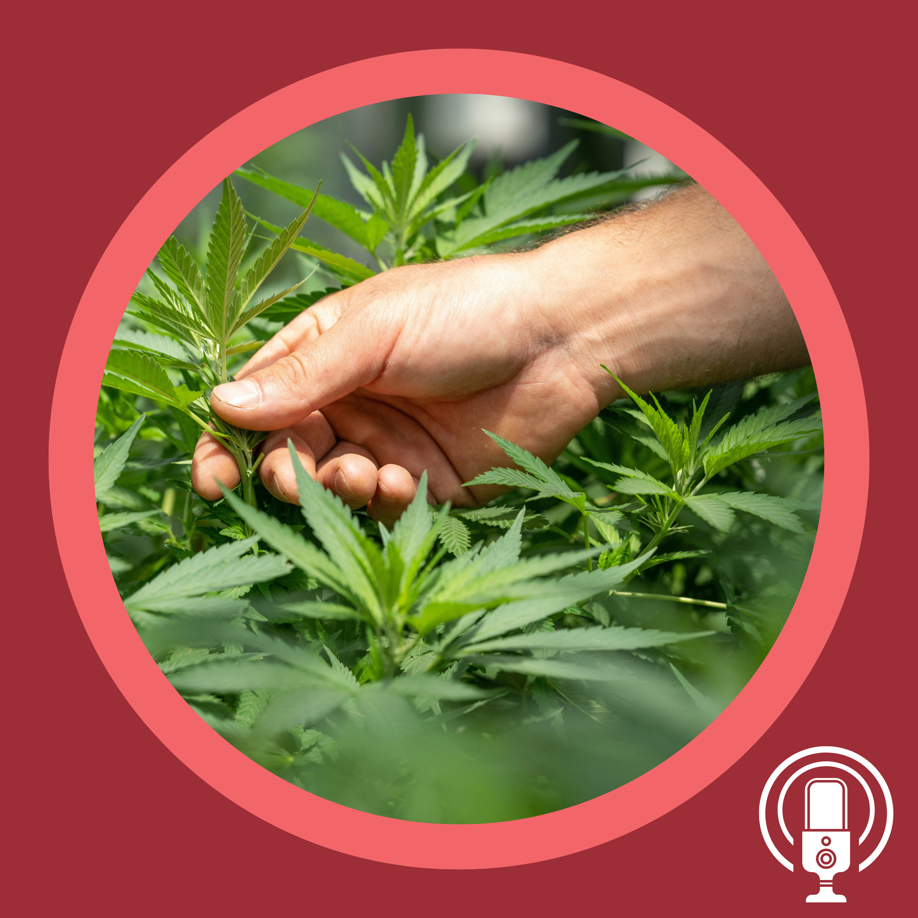 The Legalising Cannabis Bill 2023: What this could mean for Australians episode artwork