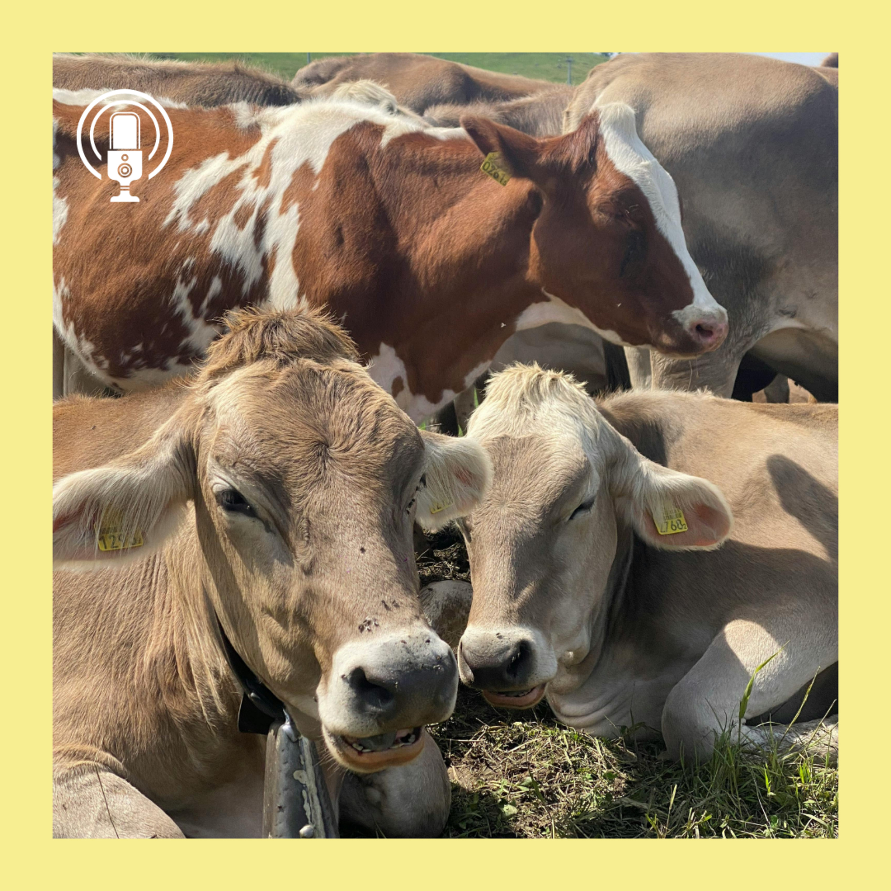 All Beef and No Bull: Trump's tariffs on the Australian beef market. episode artwork