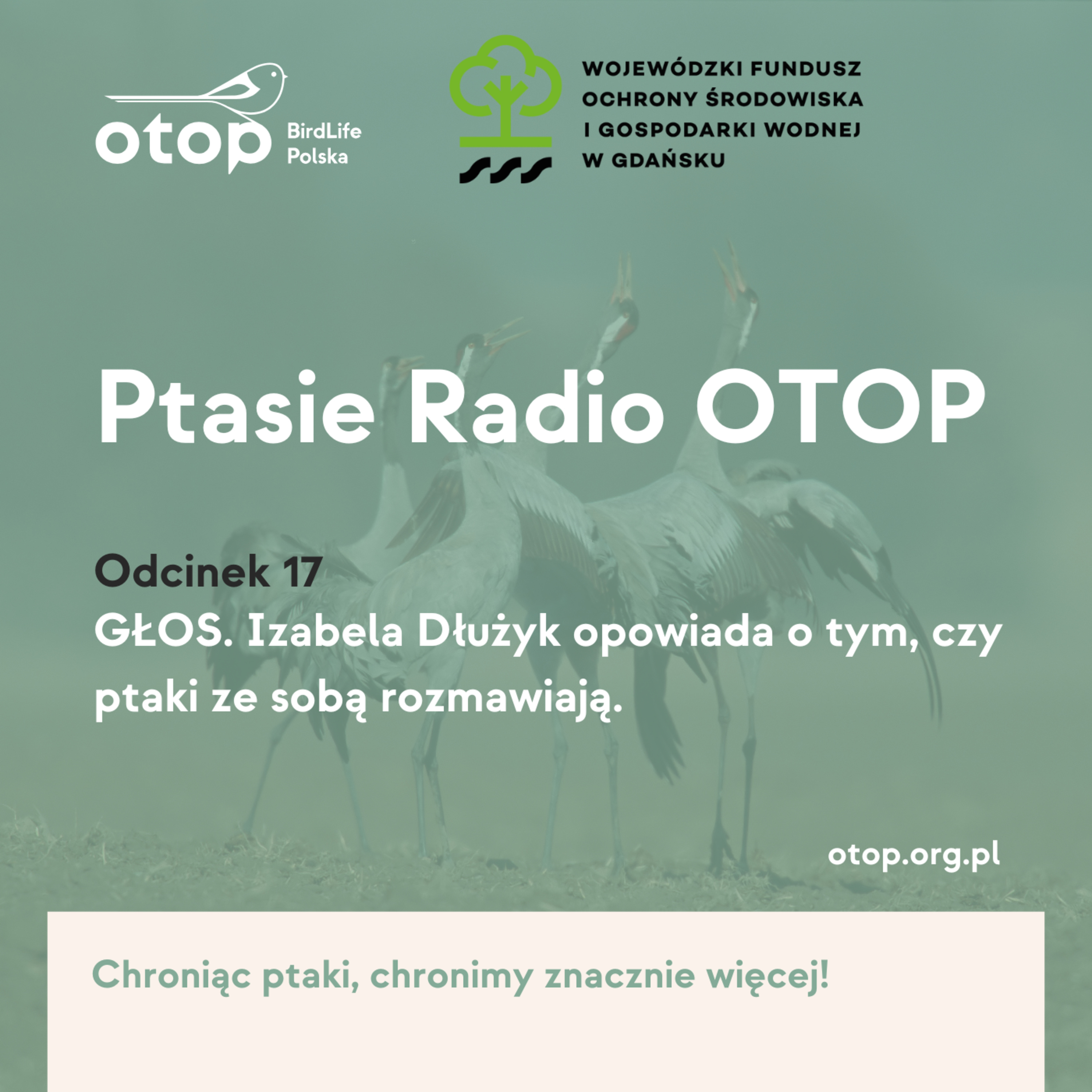 Odc. 17 | Głos. Izabela Dłużyk opowiada o tym, czy ptaki ze sobą rozmawiają episode artwork