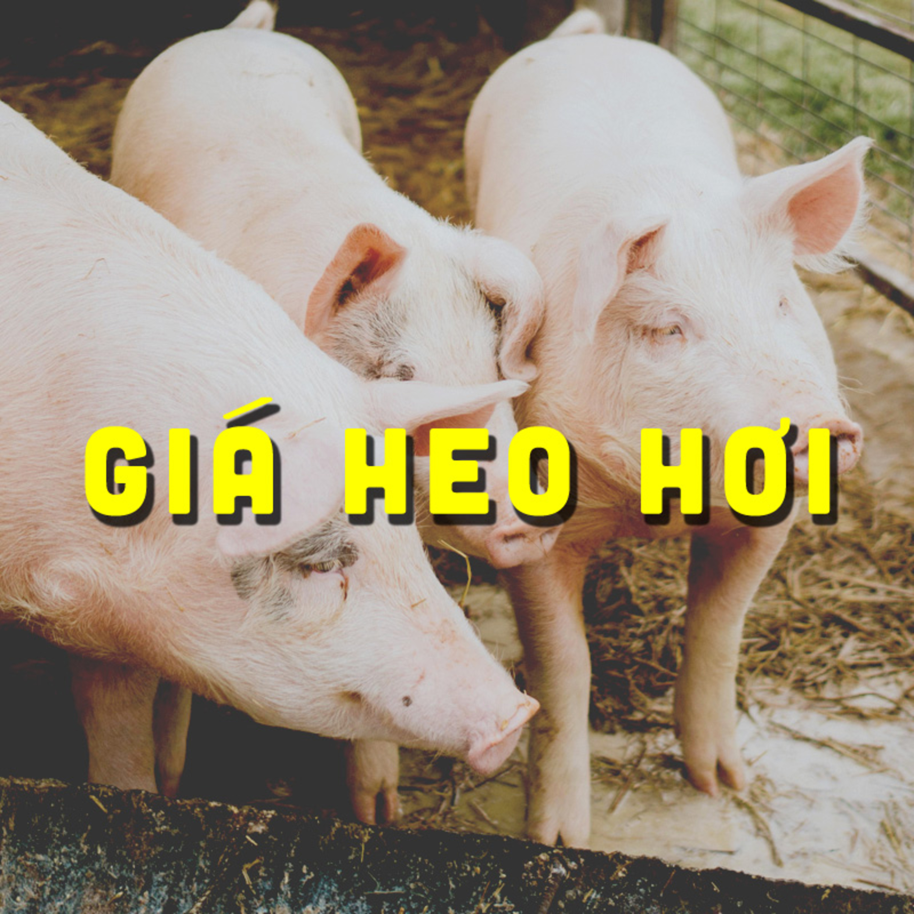 CẬP NHẬT GIÁ HEO 17/09/2024 #GIAHEOHOI episode artwork