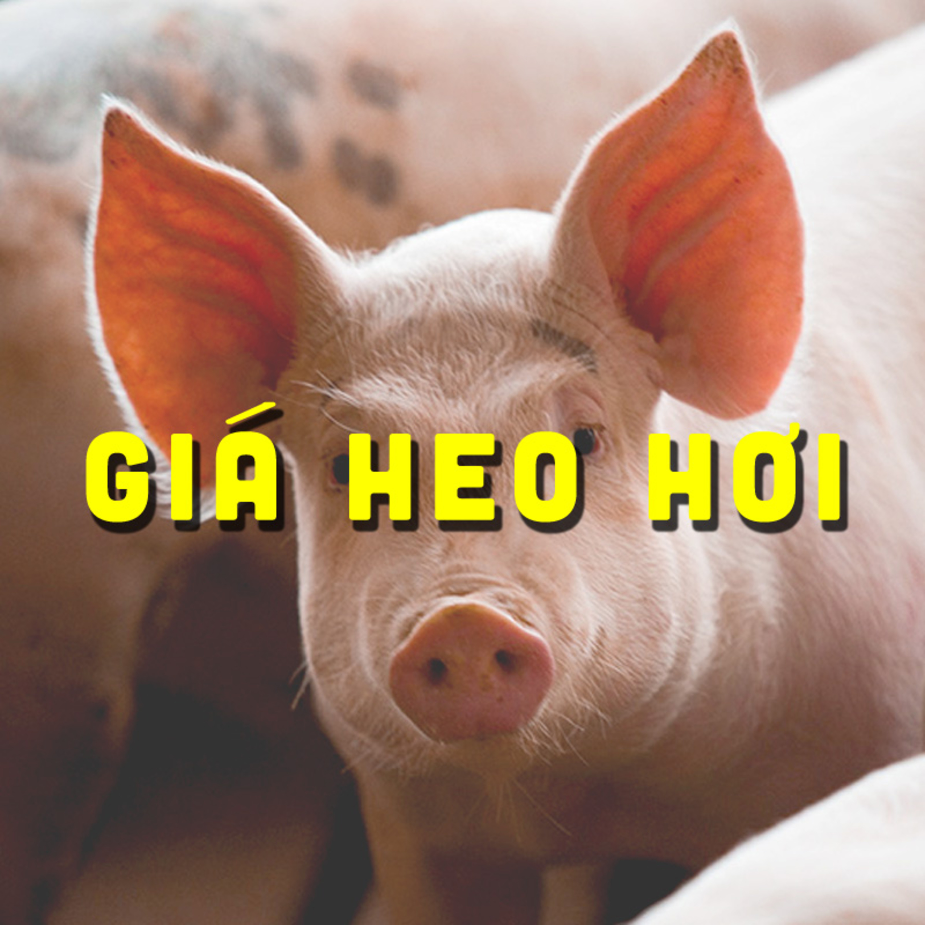CẬP NHẬT GIÁ HEO 18/09/2024 #GIAHEOHOI episode artwork