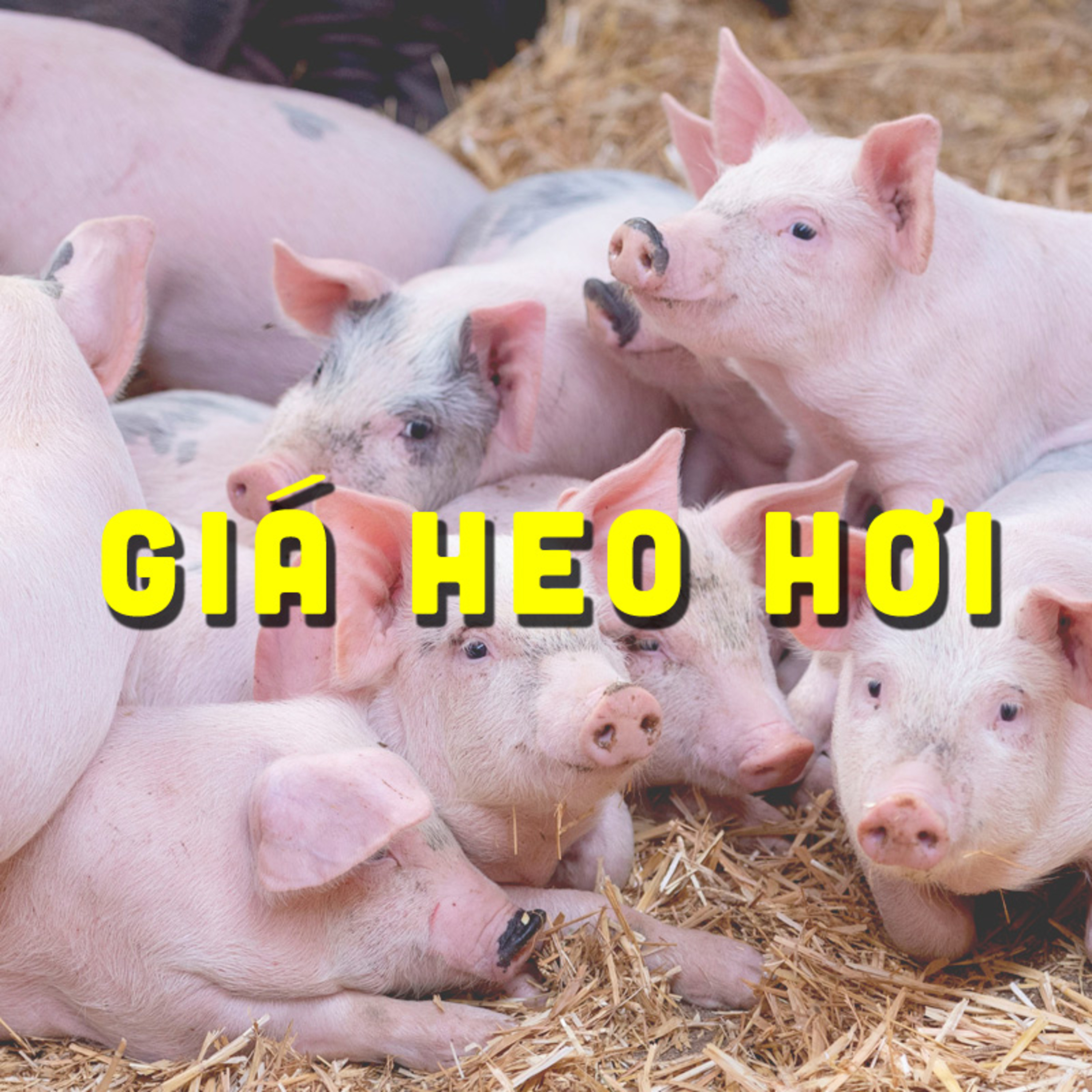 CẬP NHẬT GIÁ HEO 19/09/2024 #GIAHEOHOI episode artwork