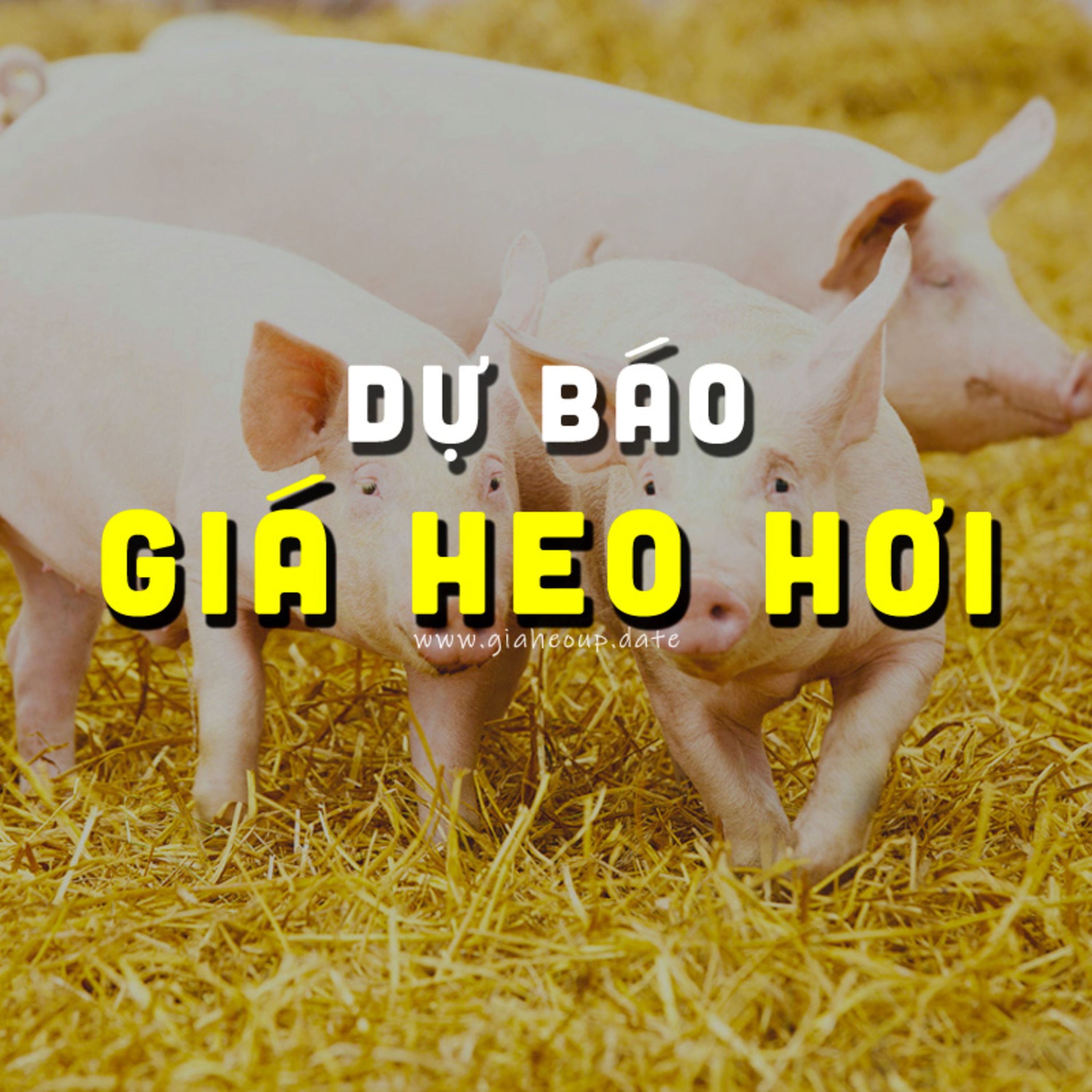 DỰ BÁO GIÁ HEO 21/09/2024 #GIAHEOHOI episode artwork