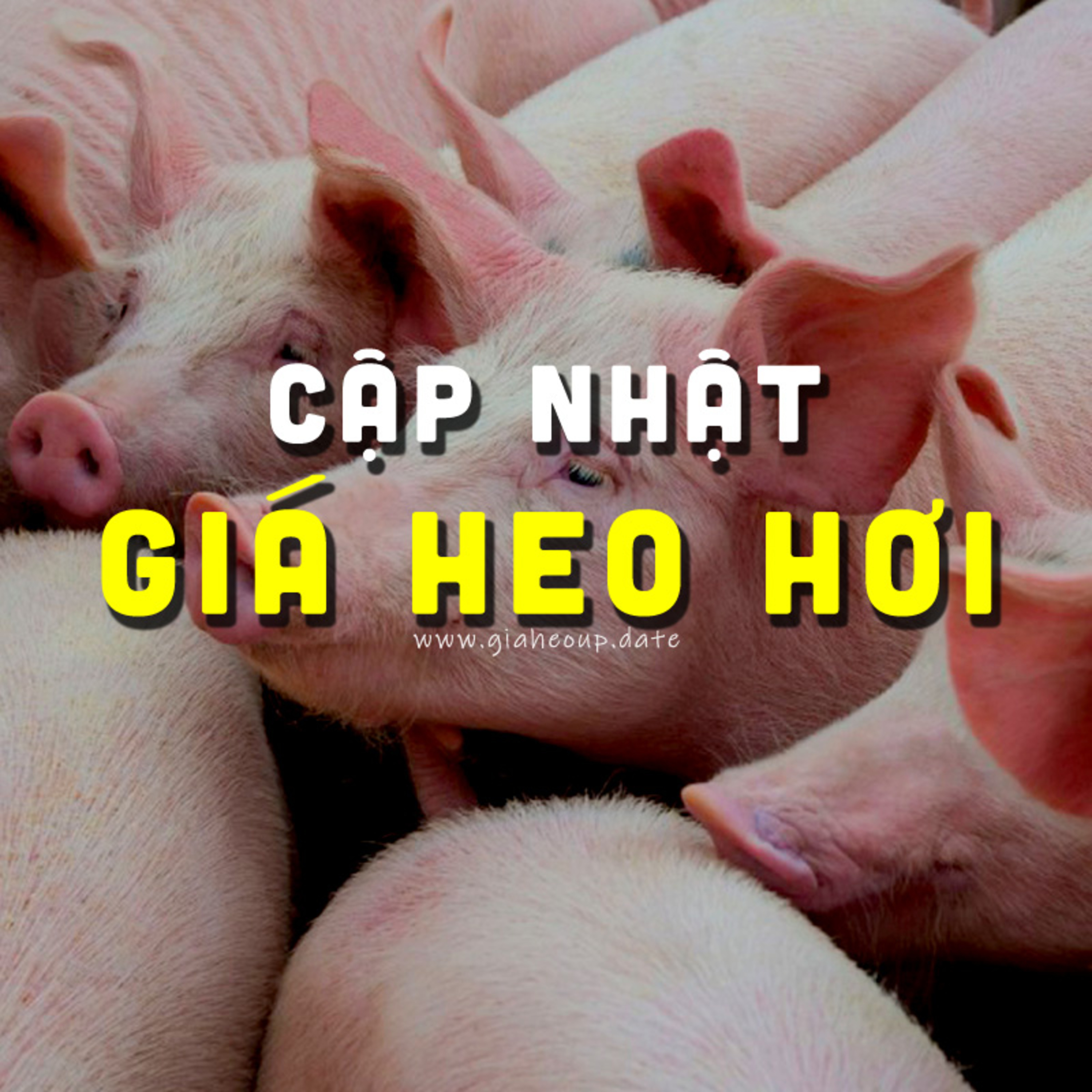 CẬP NHẬT GIÁ HEO 21/09/2024 #GIAHEOHOI episode artwork