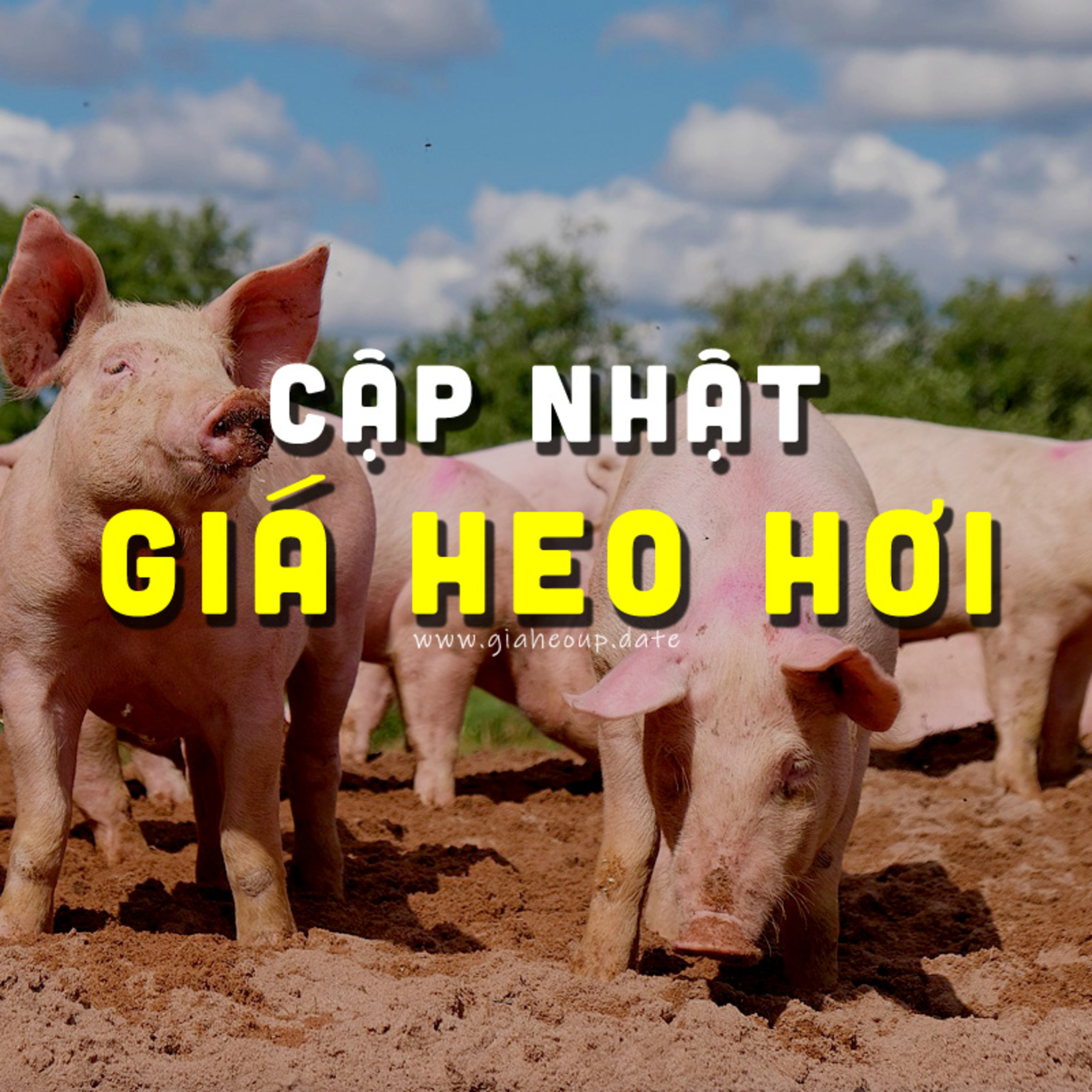 CẬP NHẬT GIÁ HEO 24/09/2024 #GIAHEOHOI episode artwork