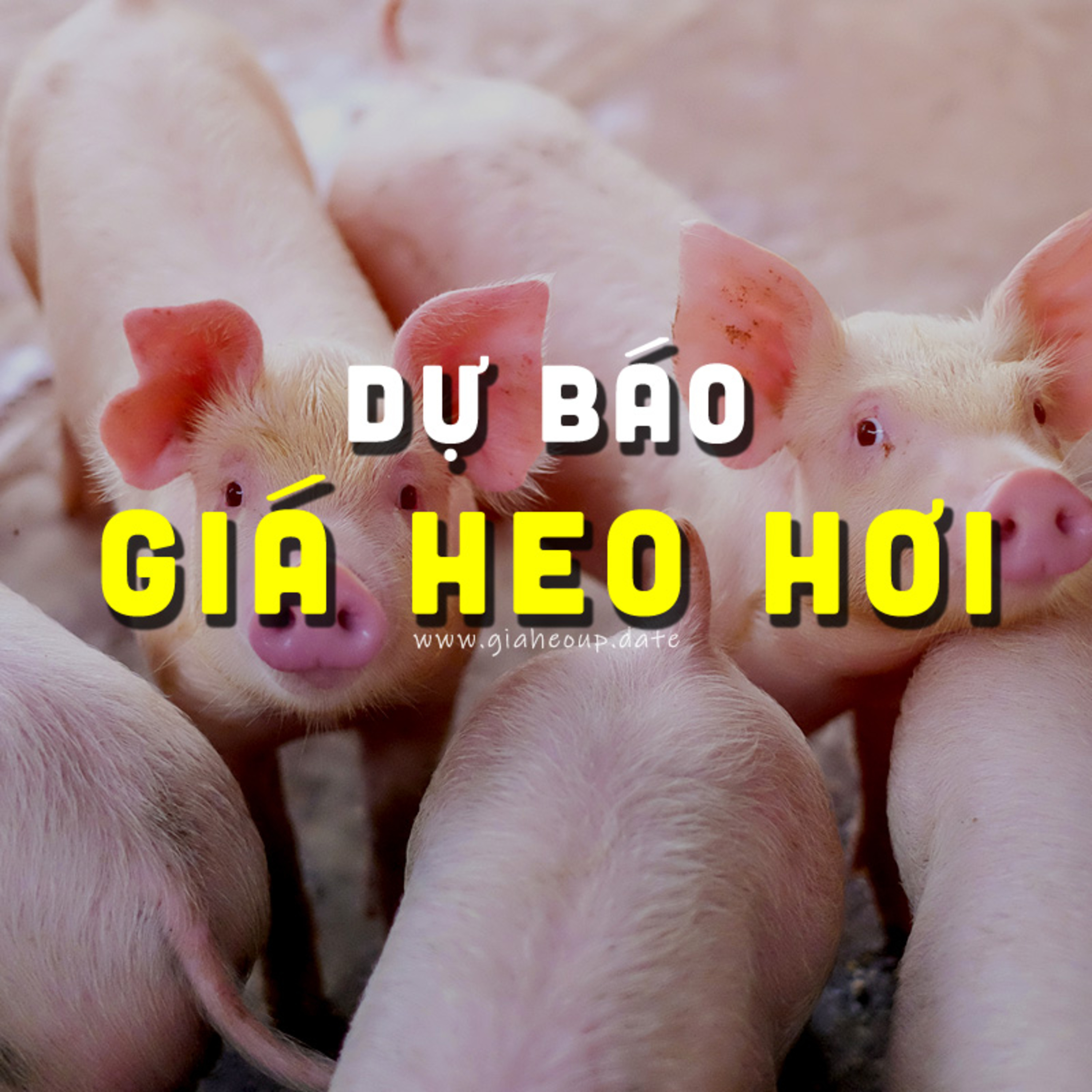 DỰ BÁO GIÁ HEO 28/09/2024 #GIAHEOHOI episode artwork