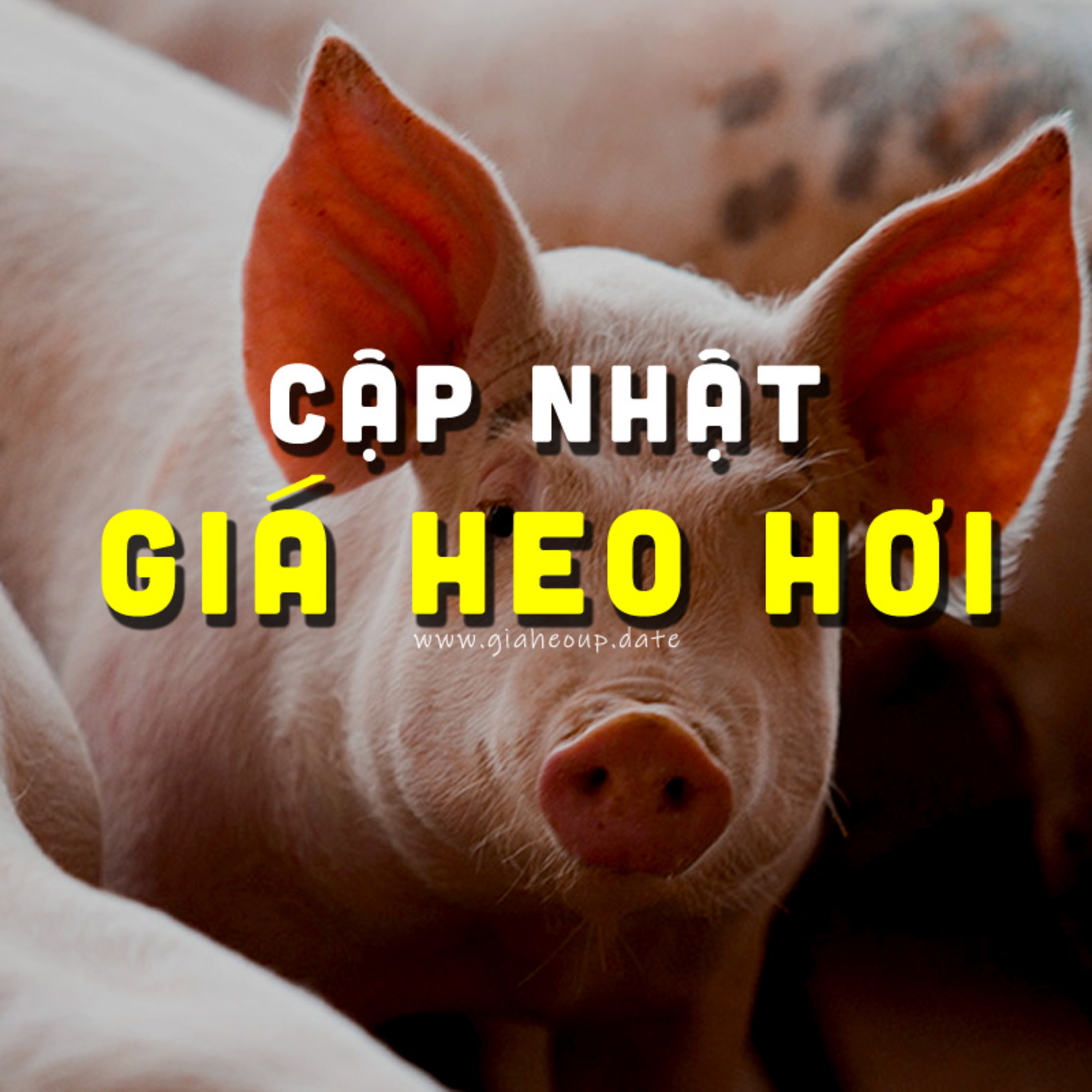 GIÁ HEO HƠI