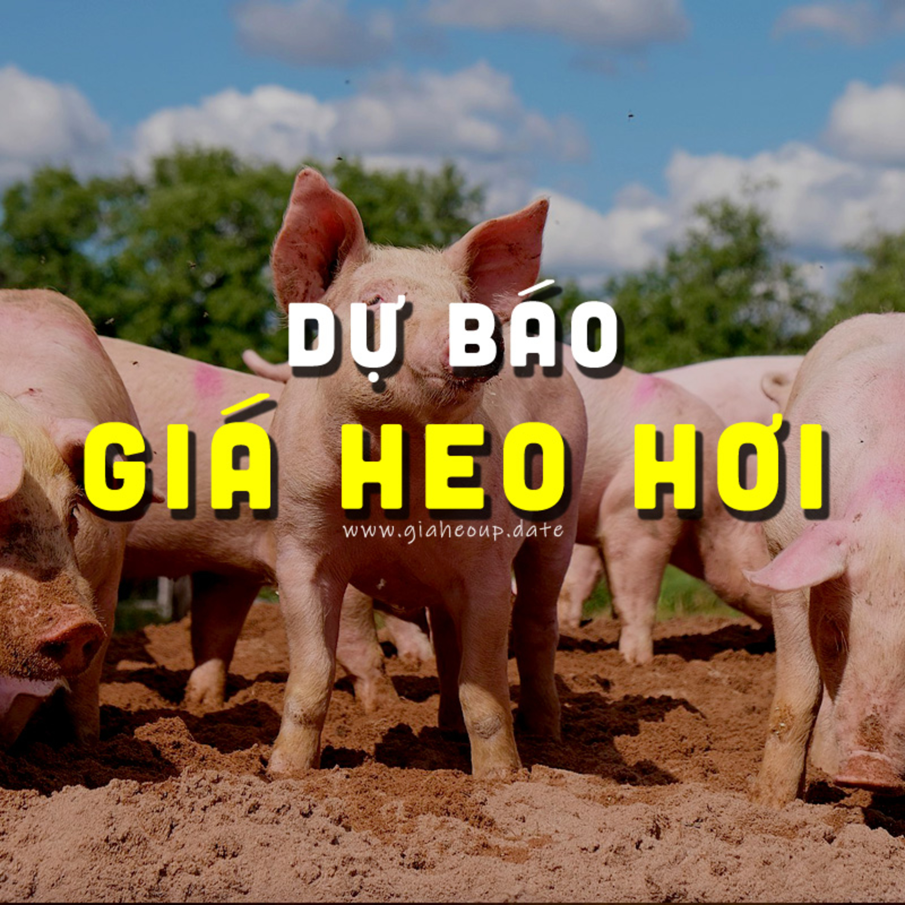 DỰ BÁO GIÁ HEO 02/10/2024 #GIAHEOHOI episode artwork
