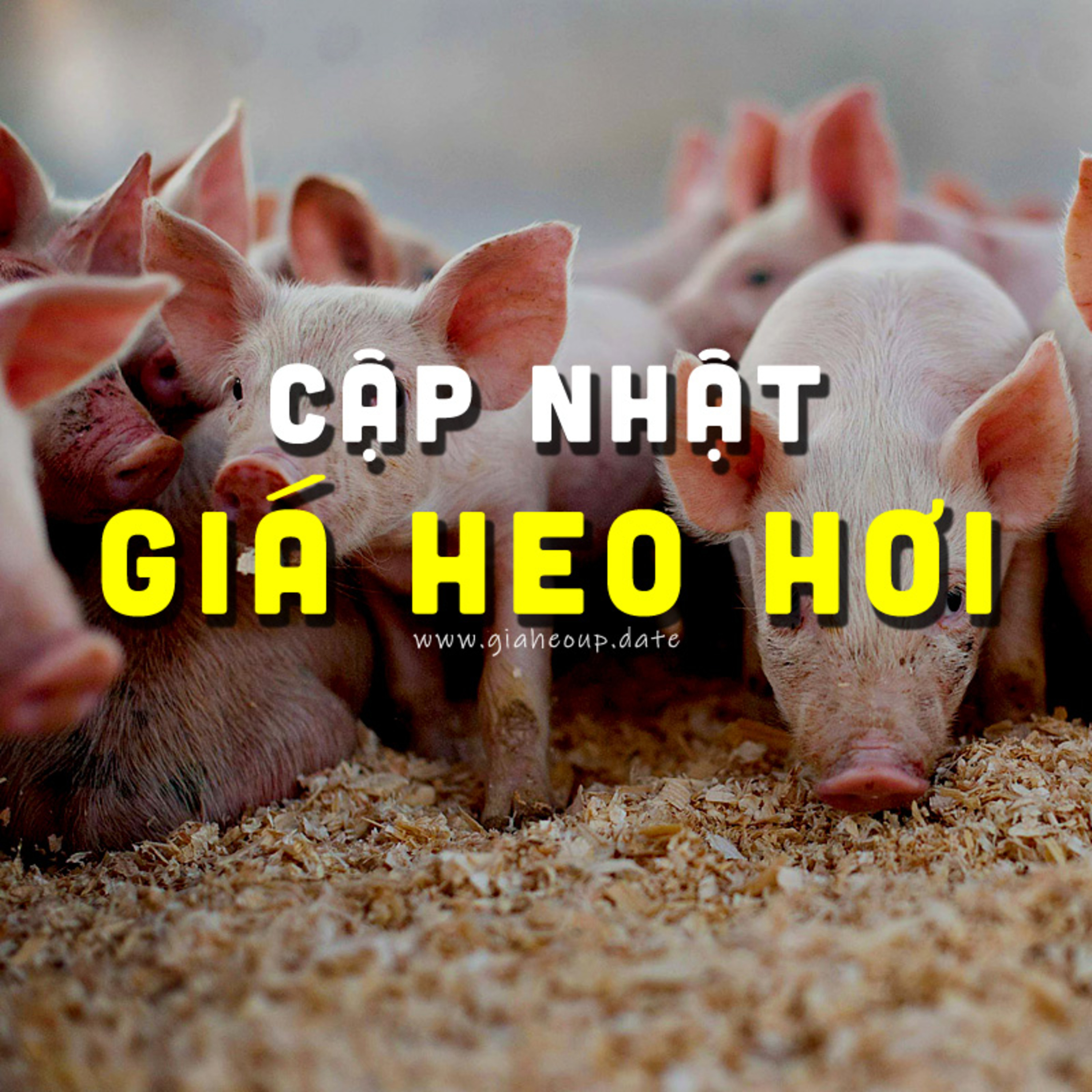GIÁ HEO HƠI