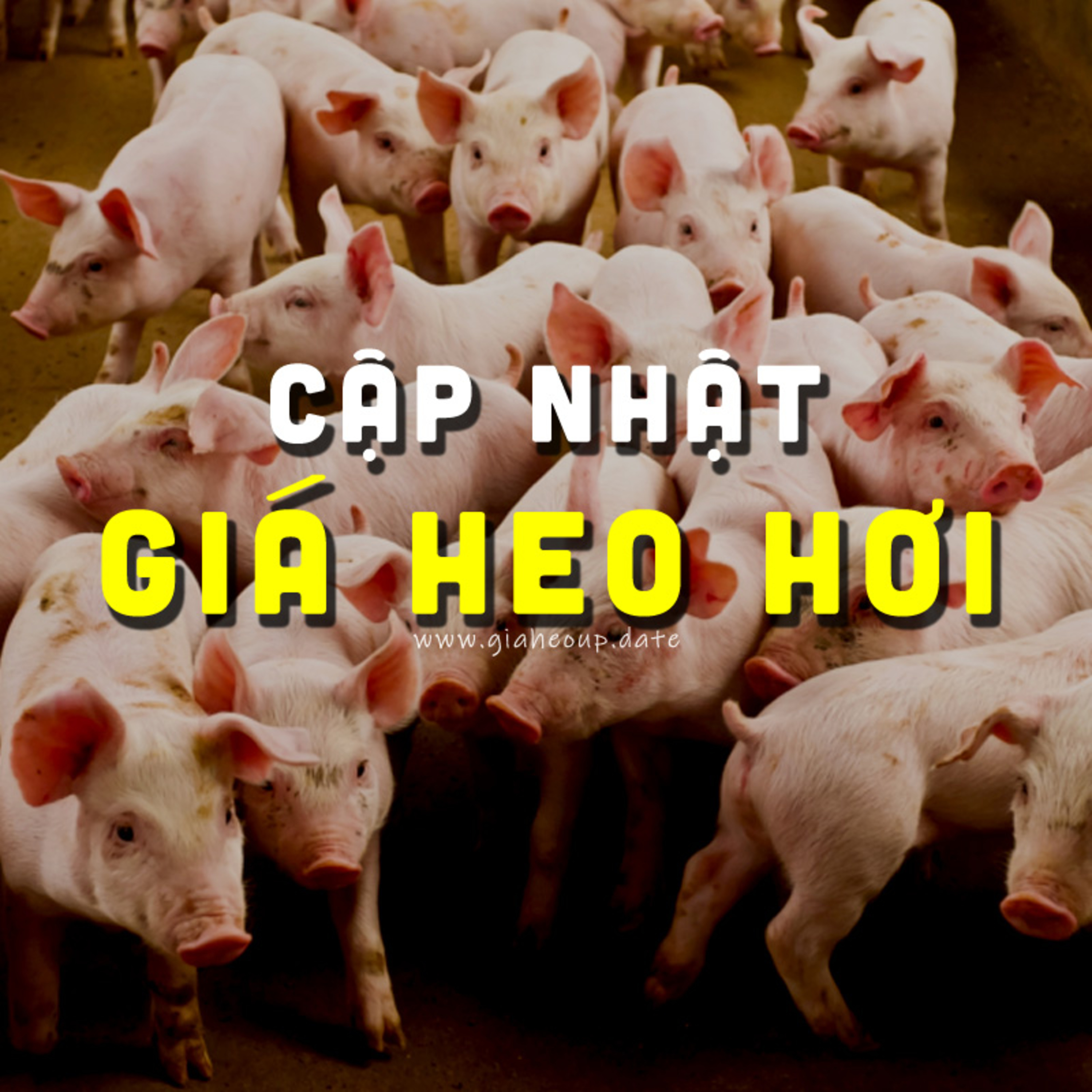 GIÁ HEO HƠI
