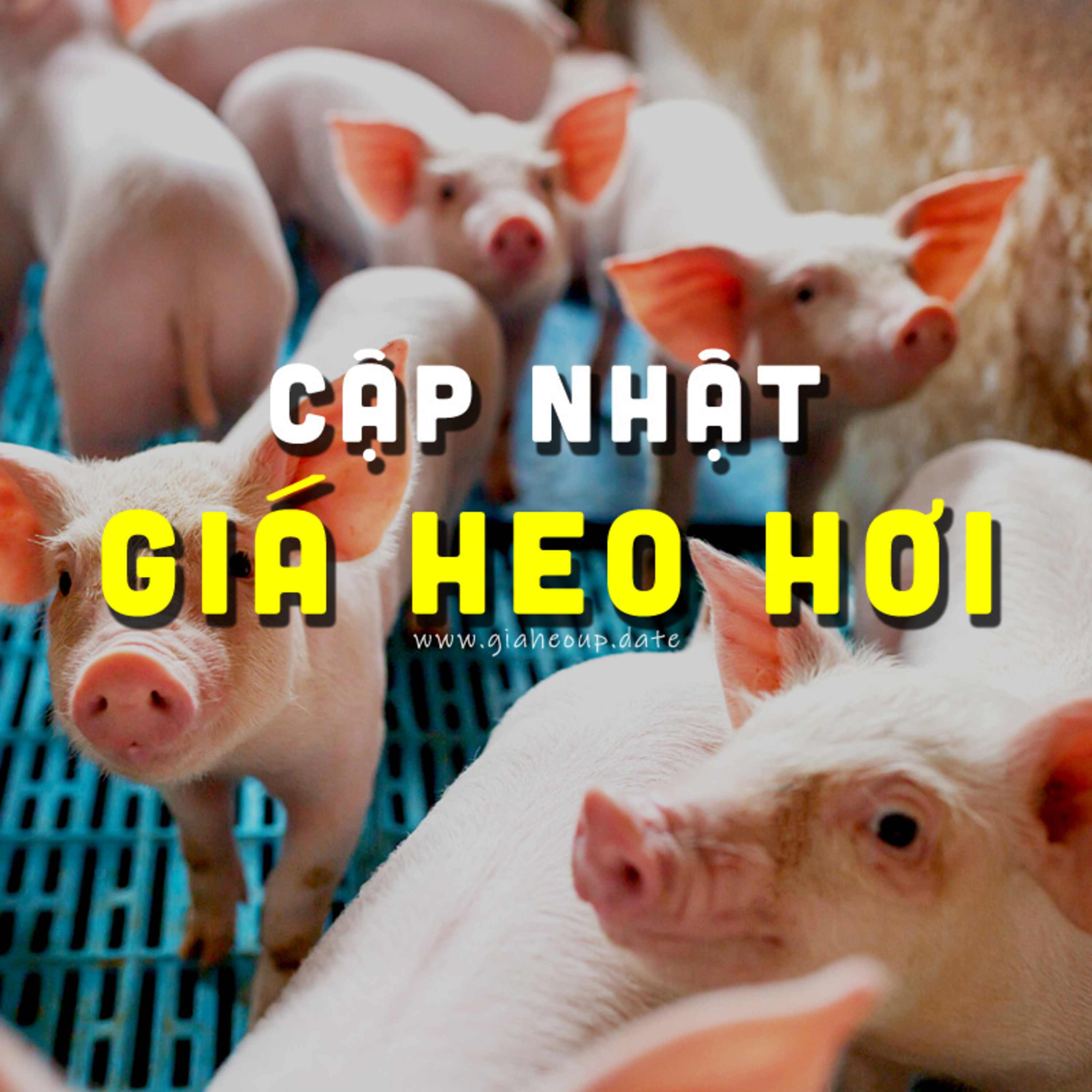GIÁ HEO HƠI