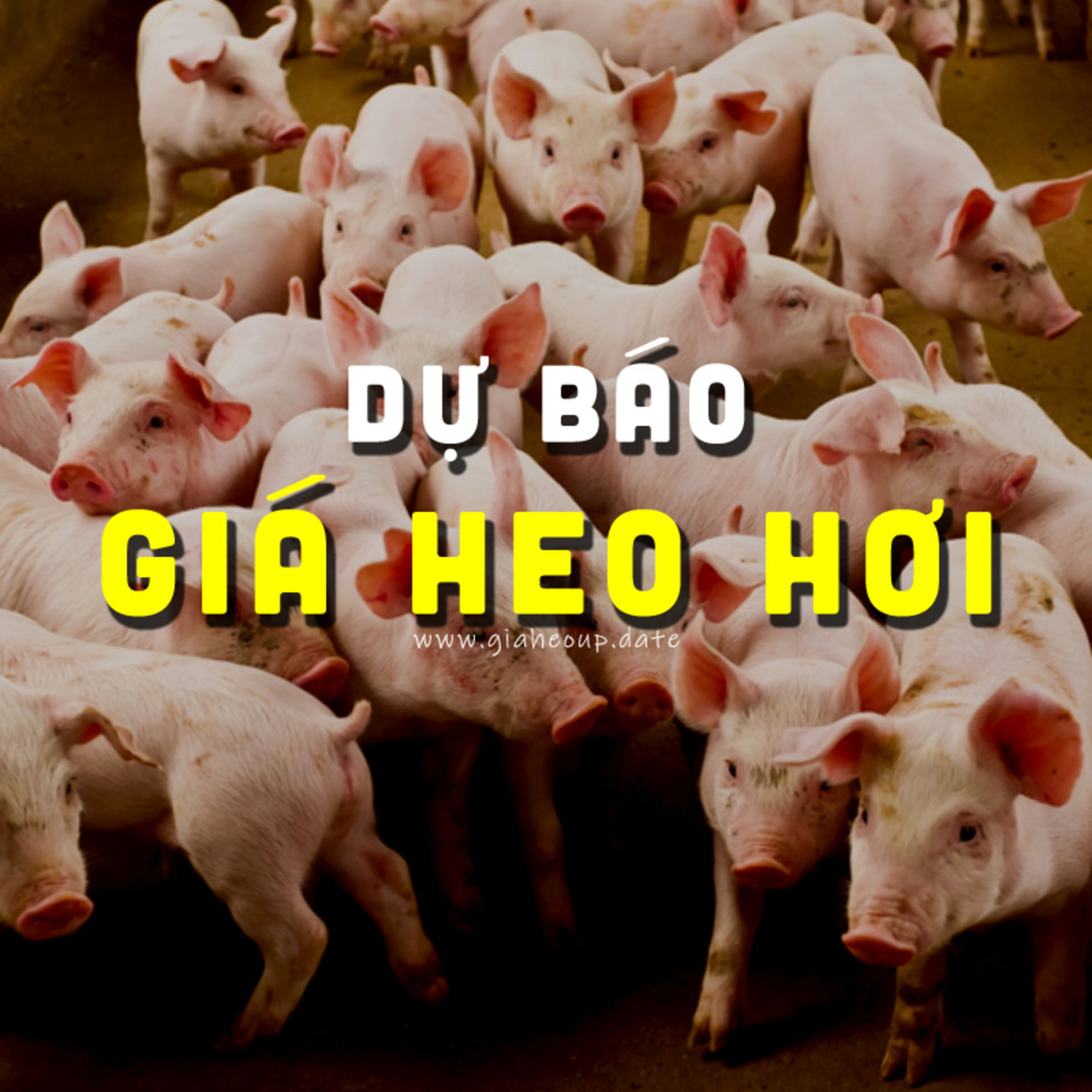 DỰ BÁO GIÁ HEO 15/10/2024 #GIAHEOHOI episode artwork