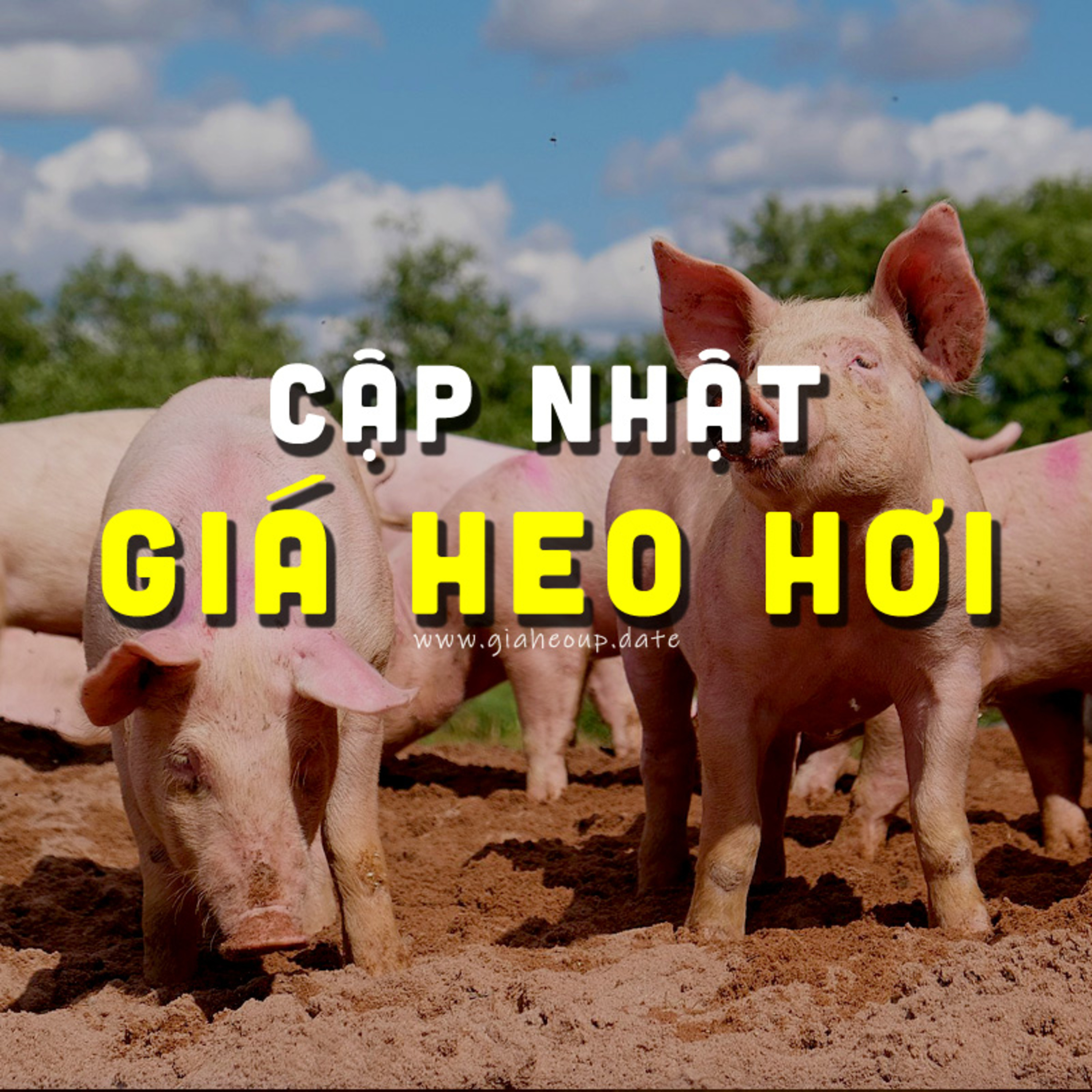 GIÁ HEO HƠI