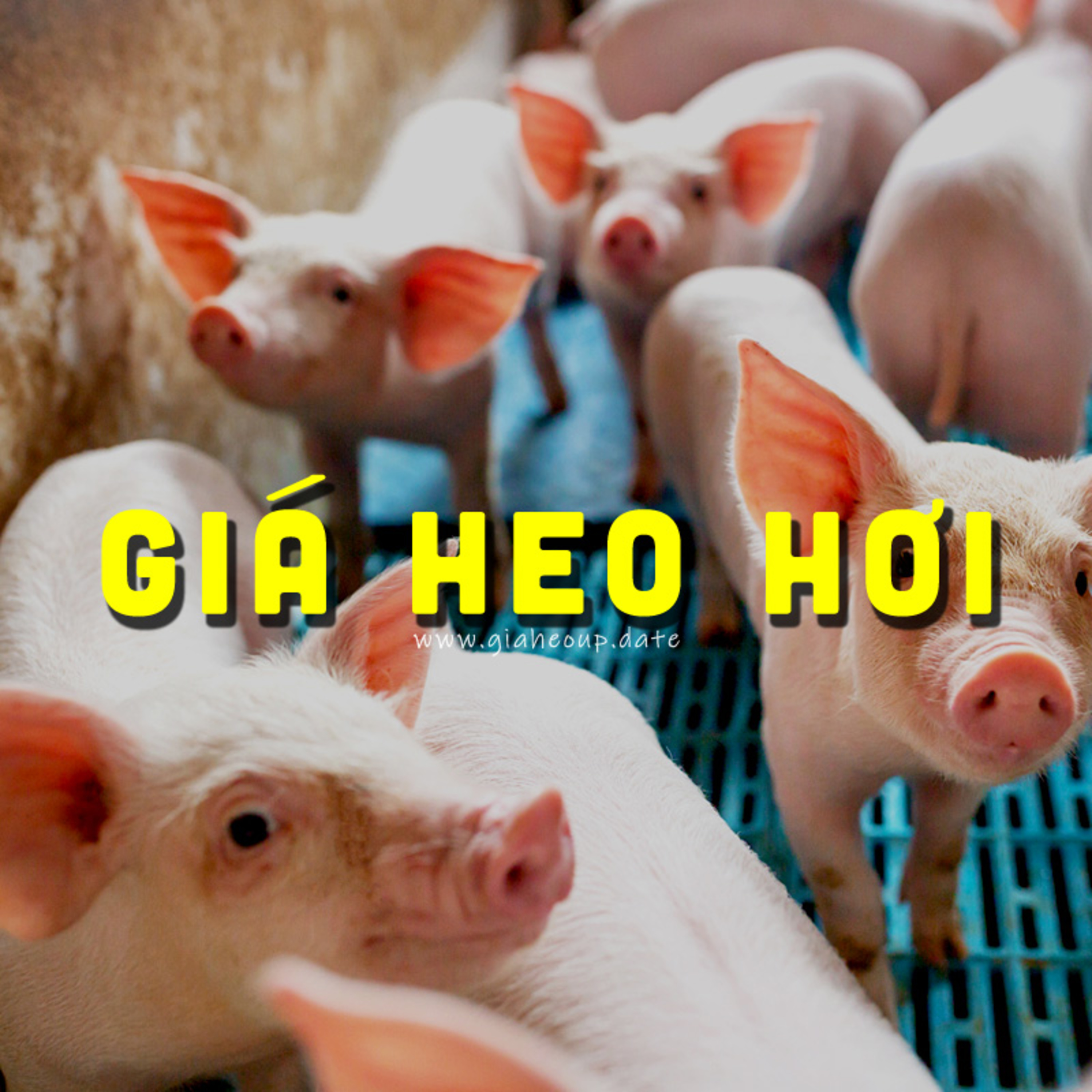GIÁ HEO HƠI