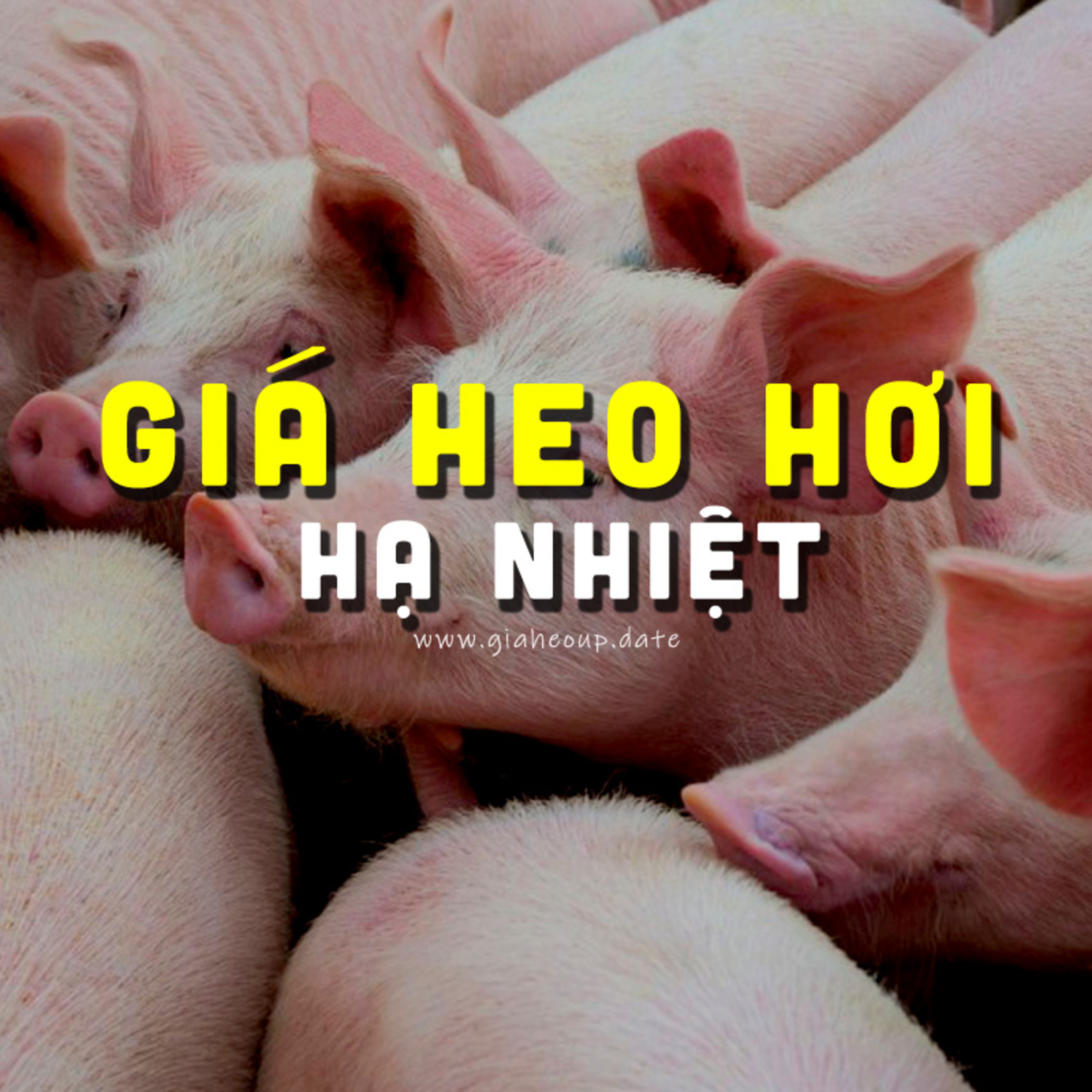 GIÁ HEO HƠI