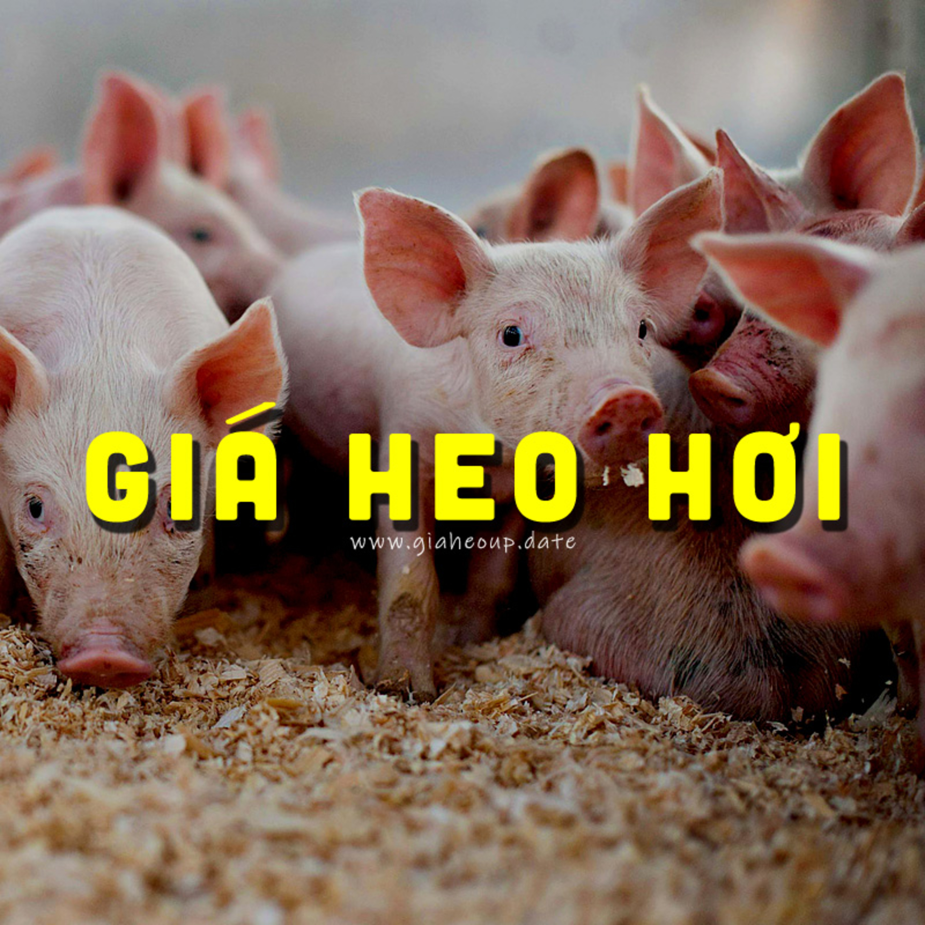 GIÁ HEO HƠI