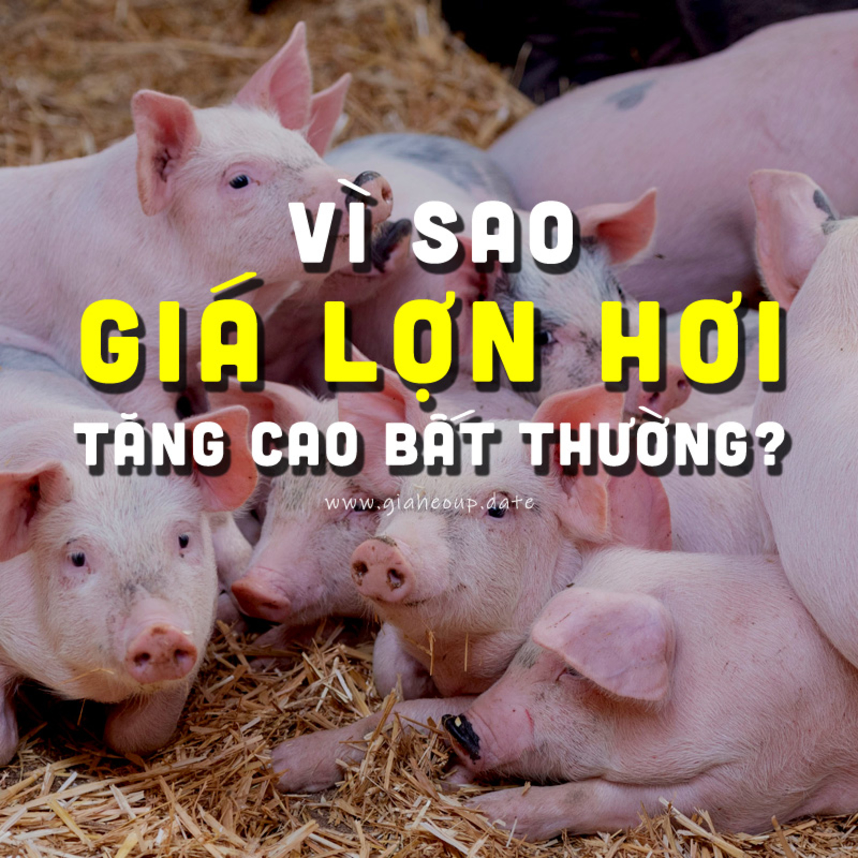 GIÁ HEO HƠI