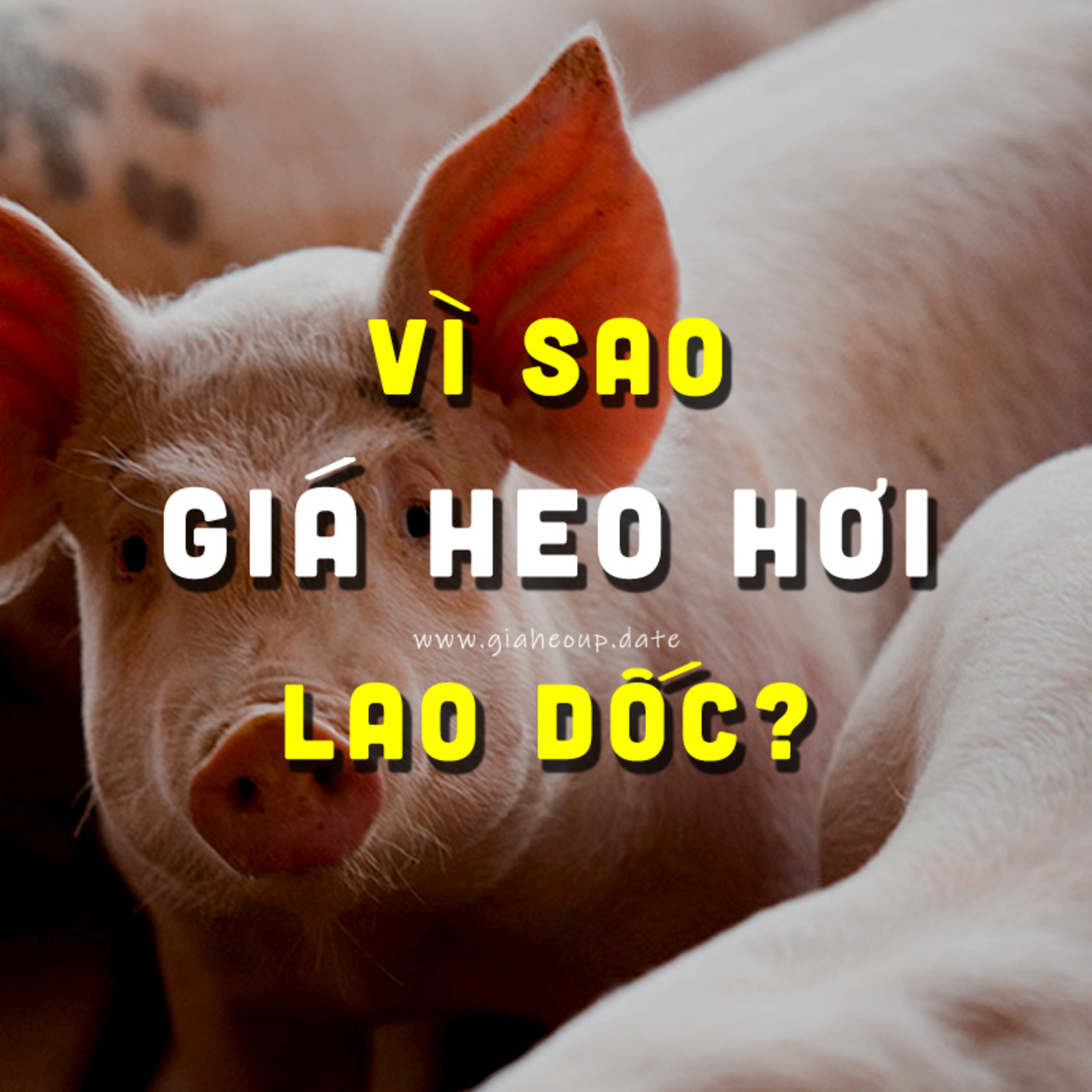 GIÁ HEO HƠI
