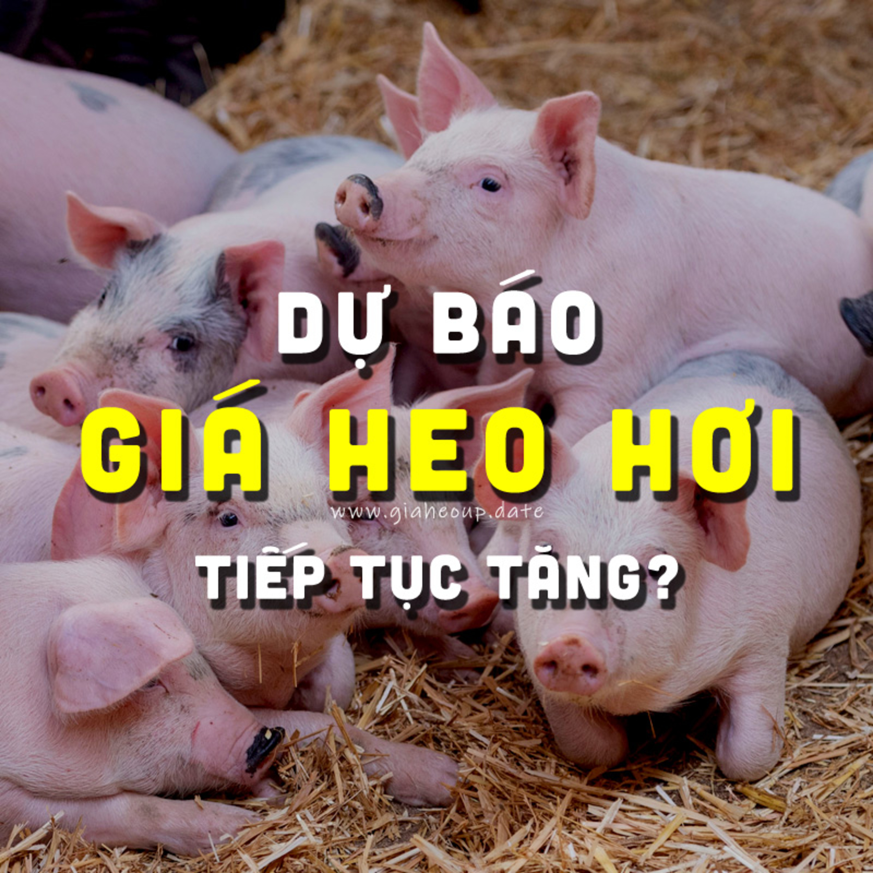 ▶ GIÁ HEO HƠI ĐƯỢC DỰ BÁO TIẾP TỤC TĂNG, DOANH NGHIỆP CHUẨN BỊ GÌ ĐỂ ĐÓN SÓNG? #PODCAST #GIAHEOHOI episode artwork