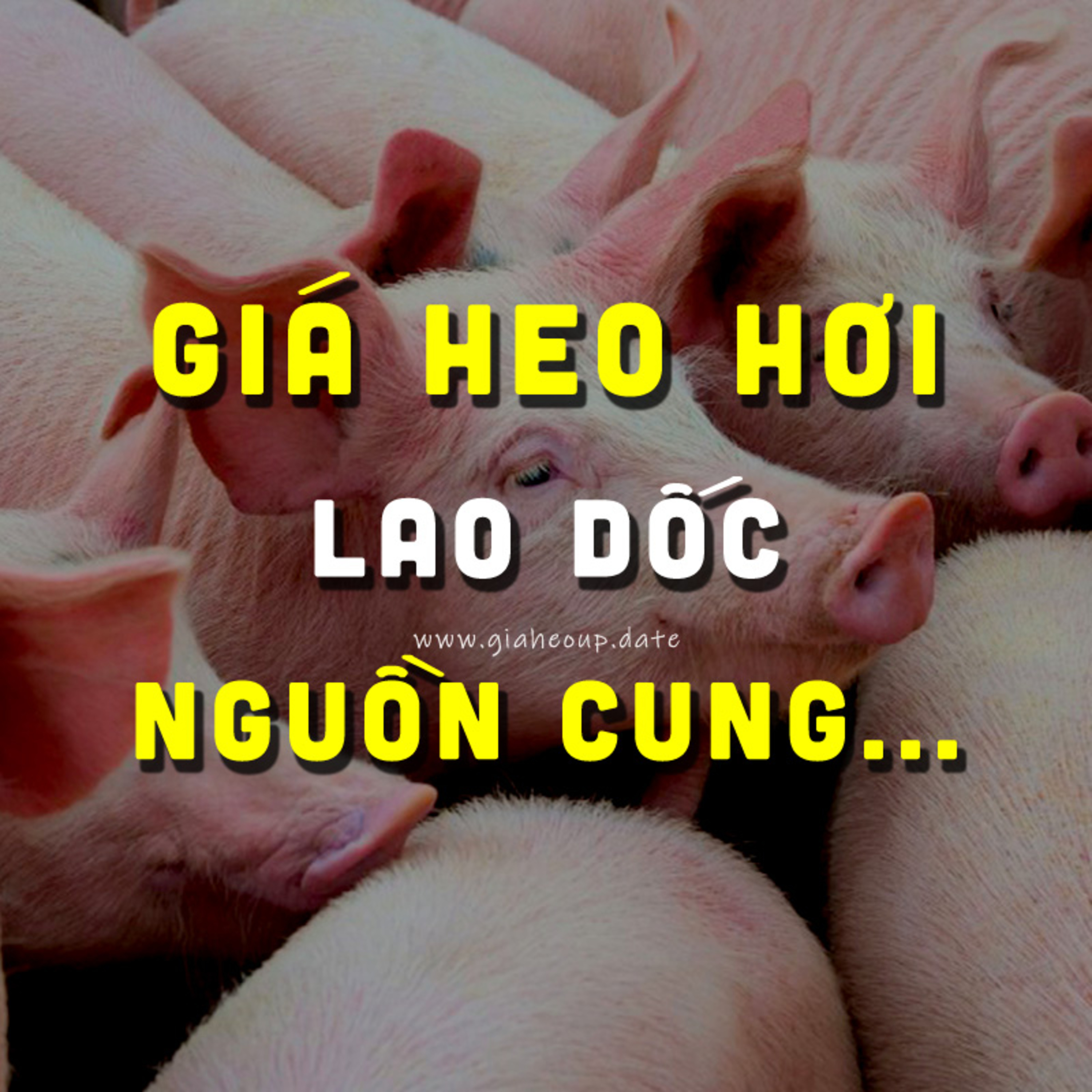 ▶ VÌ SAO GIÁ HEO HƠI LAO DỐC? NGUỒN CUNG PHỤC HỒI NHƯNG... #PODCAST #GIAHEOHOI #CHANNUOI #GIATHITHEO episode artwork
