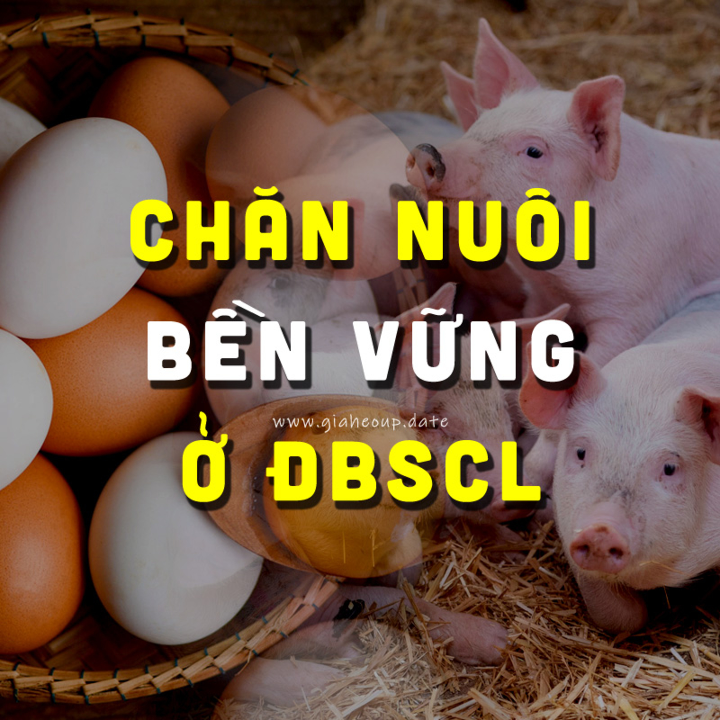 ▶ CHĂN NUÔI BỀN VỮNG Ở ĐỒNG BẰNG SÔNG CỬU LONG #PODCAST #GIAHEOHOI #CHANNUOI #ĐBSCL episode artwork